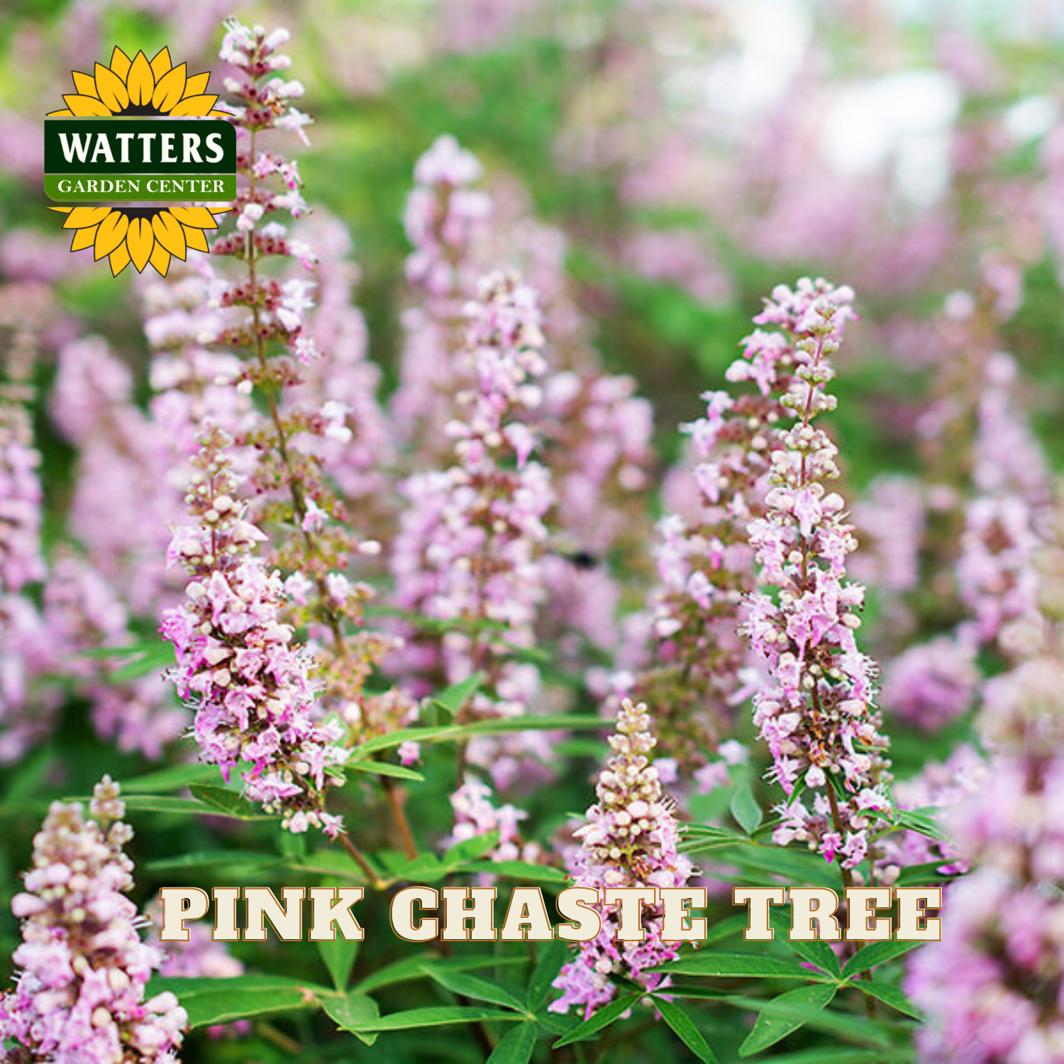 Pink chaste tree flowers with Watters Garden Center logo and text overlay.
