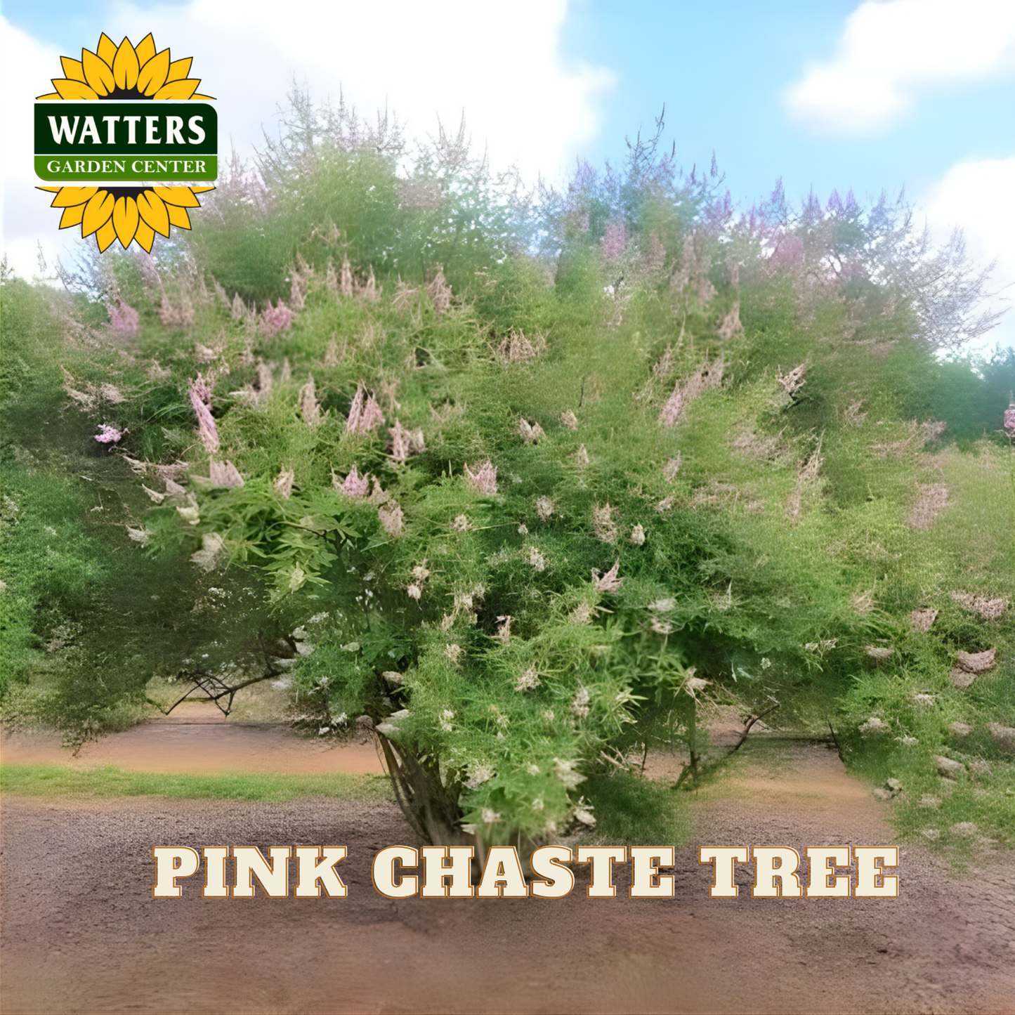 Pink chaste tree with Watters Garden Center logo in the corner