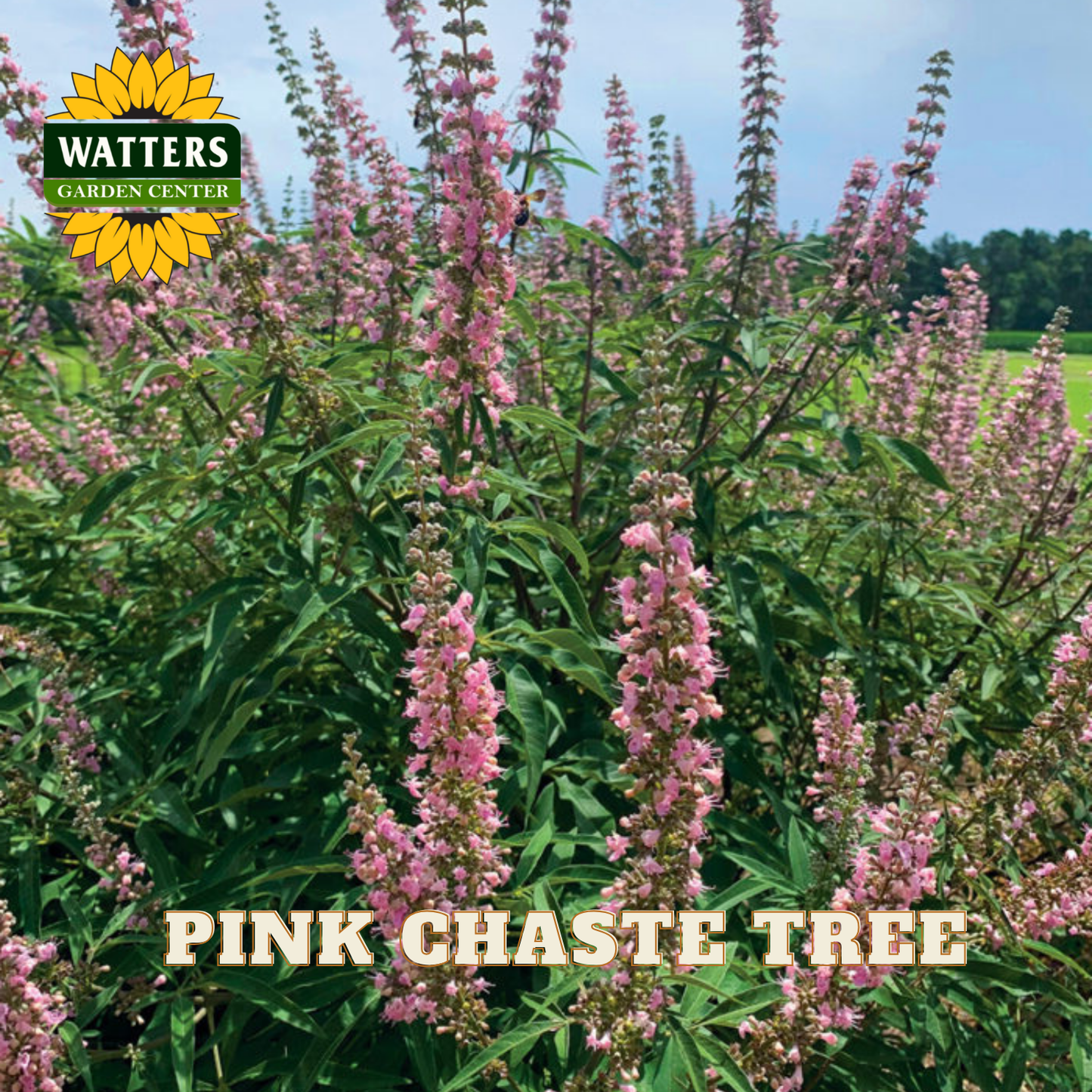 Pink chaste tree with Watters Garden Center logo in the corner