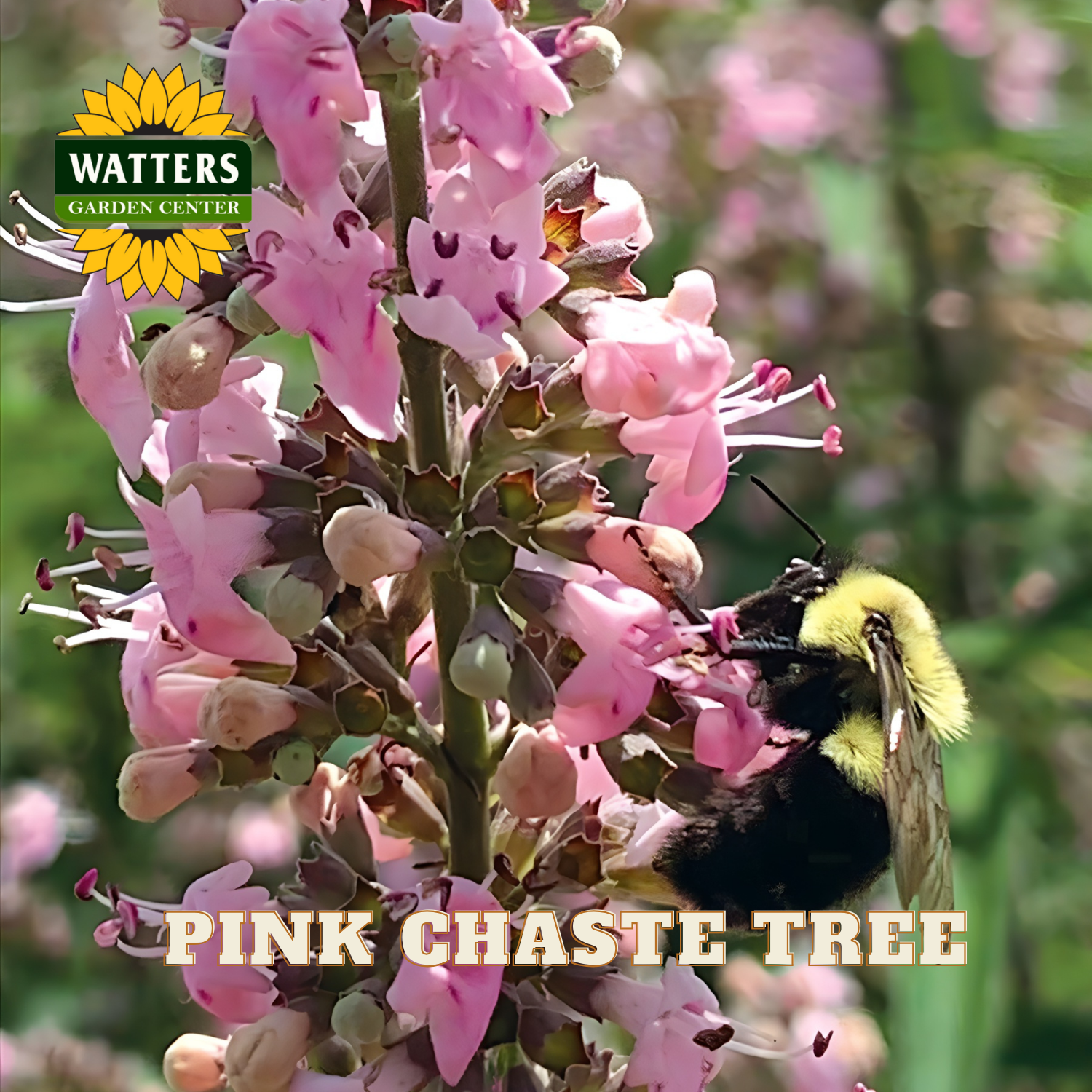 Pink chaste tree with a bee on it, featuring Watters Garden Center logo.