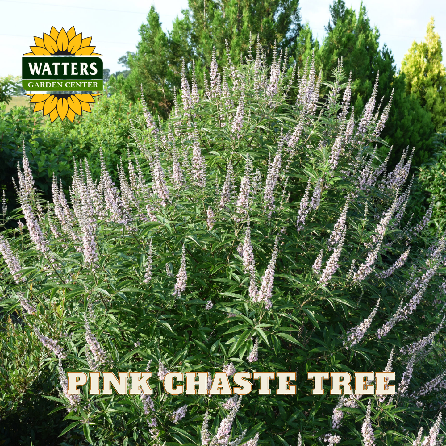 Pink chaste tree with Watters Garden Center logo in the background