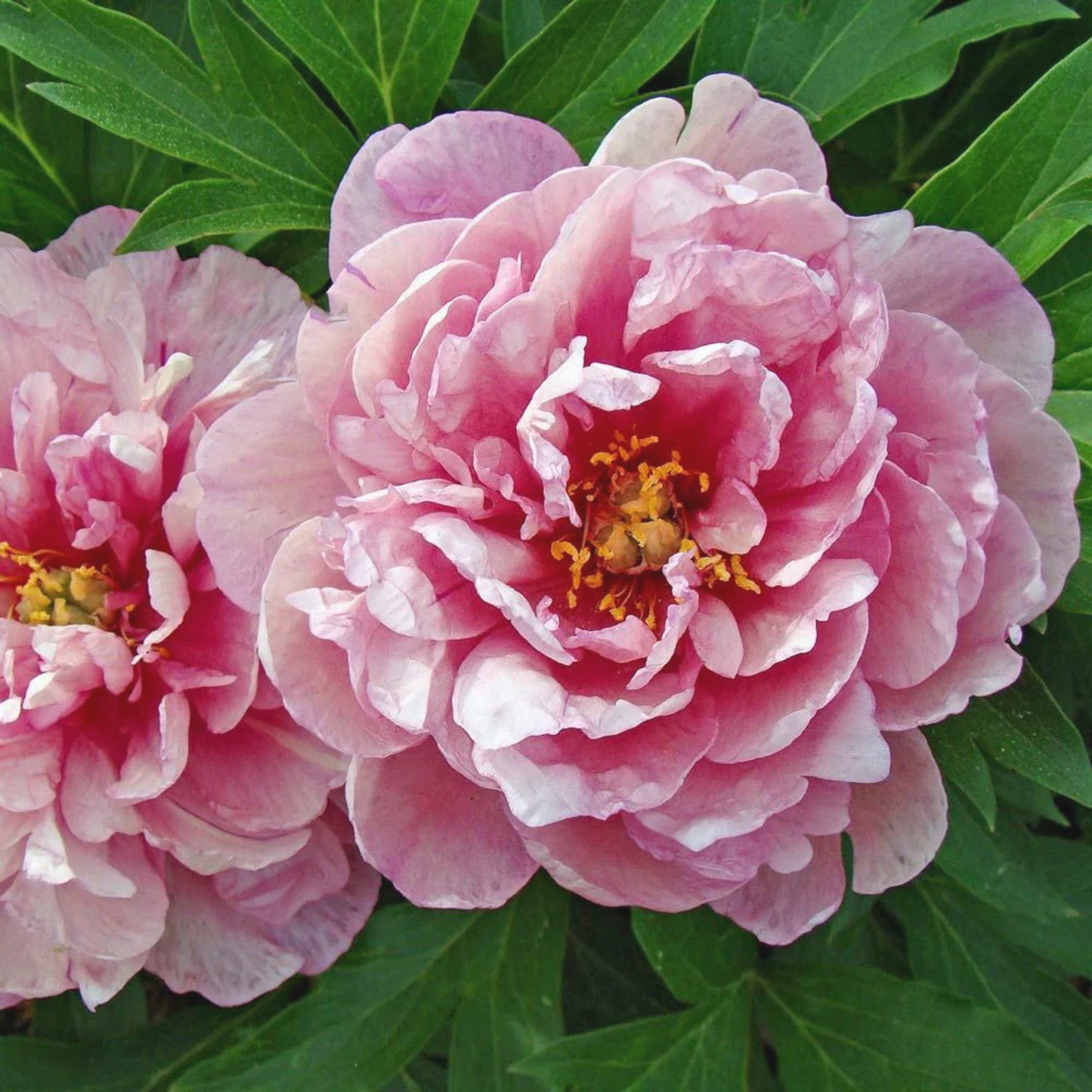 Peony Pink Double Dandy - Peony Paradise