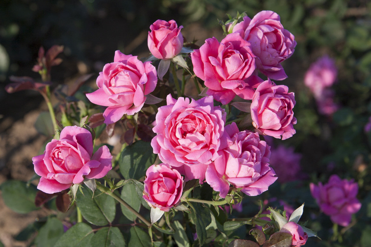Products – Page 96 – Watters Garden Center