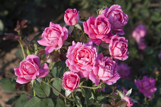 Double Pink Knock Out® Rose (ROSE K.O. DBL PINK KNOCKOUT) - 3 gallon
