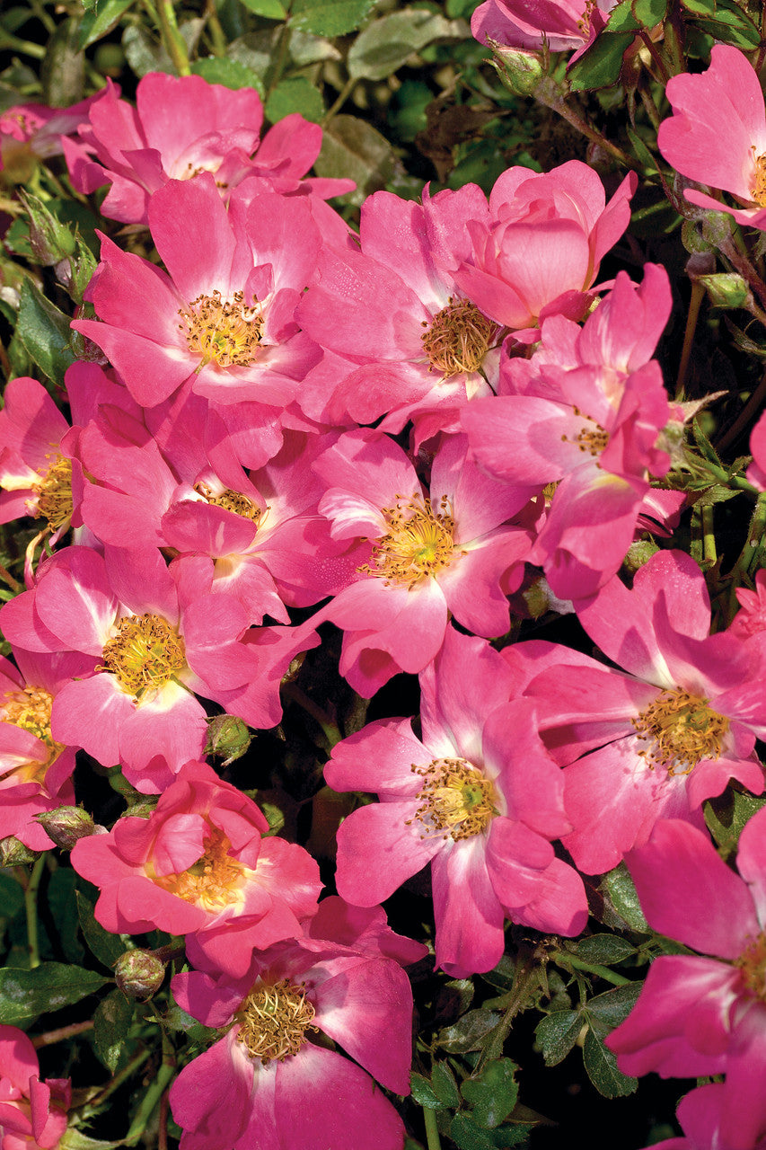 Pink Drift® Rose (ROSE DRIFT PINK) - 2 gallon