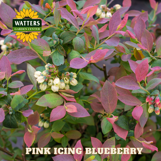Pink Icing Blueberry - 1 gal