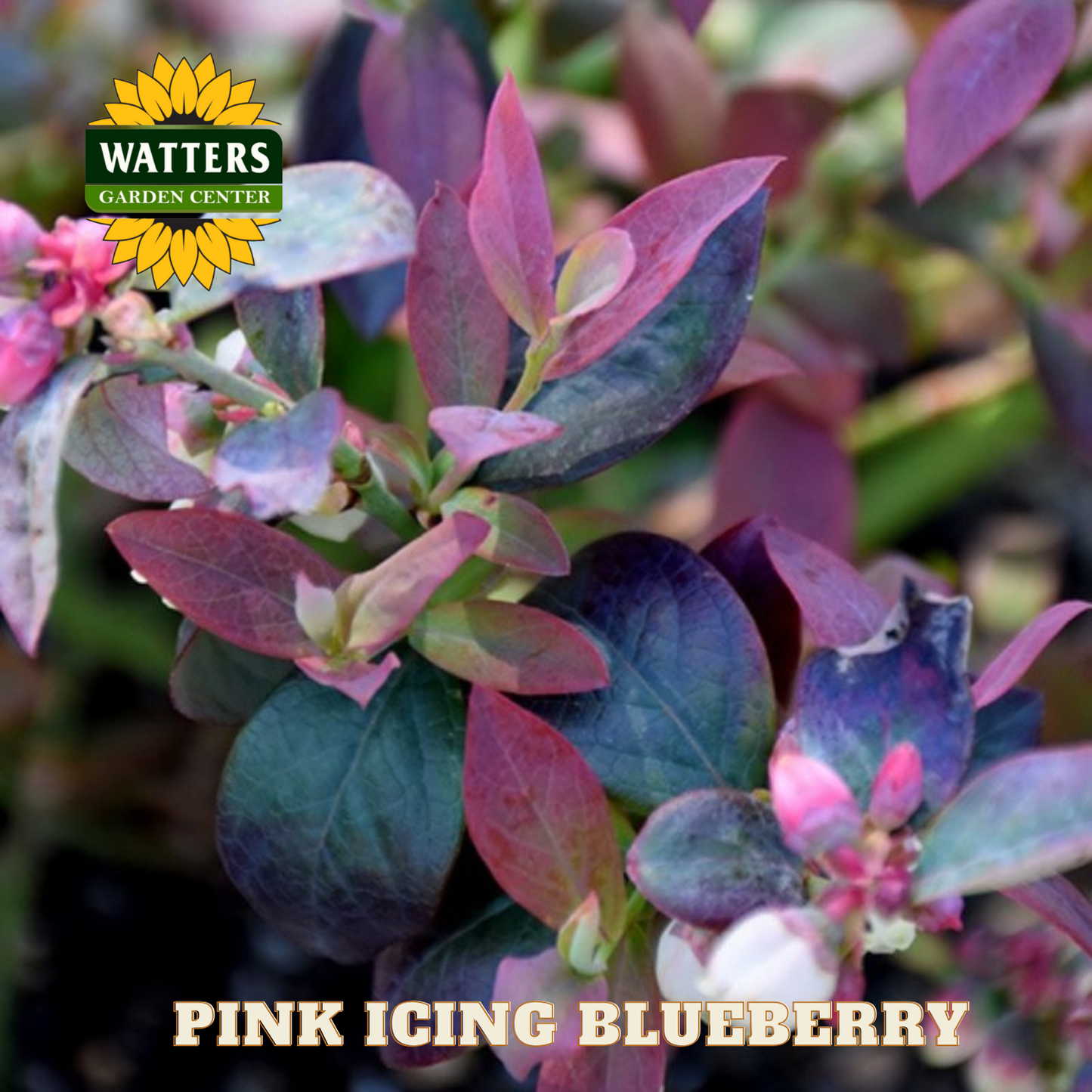 Pink Icing Blueberry - 1 gal