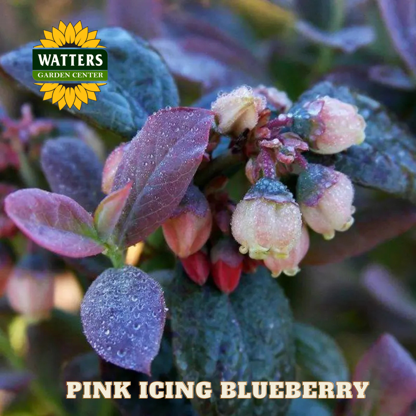 Pink Icing Blueberry - 1 gal