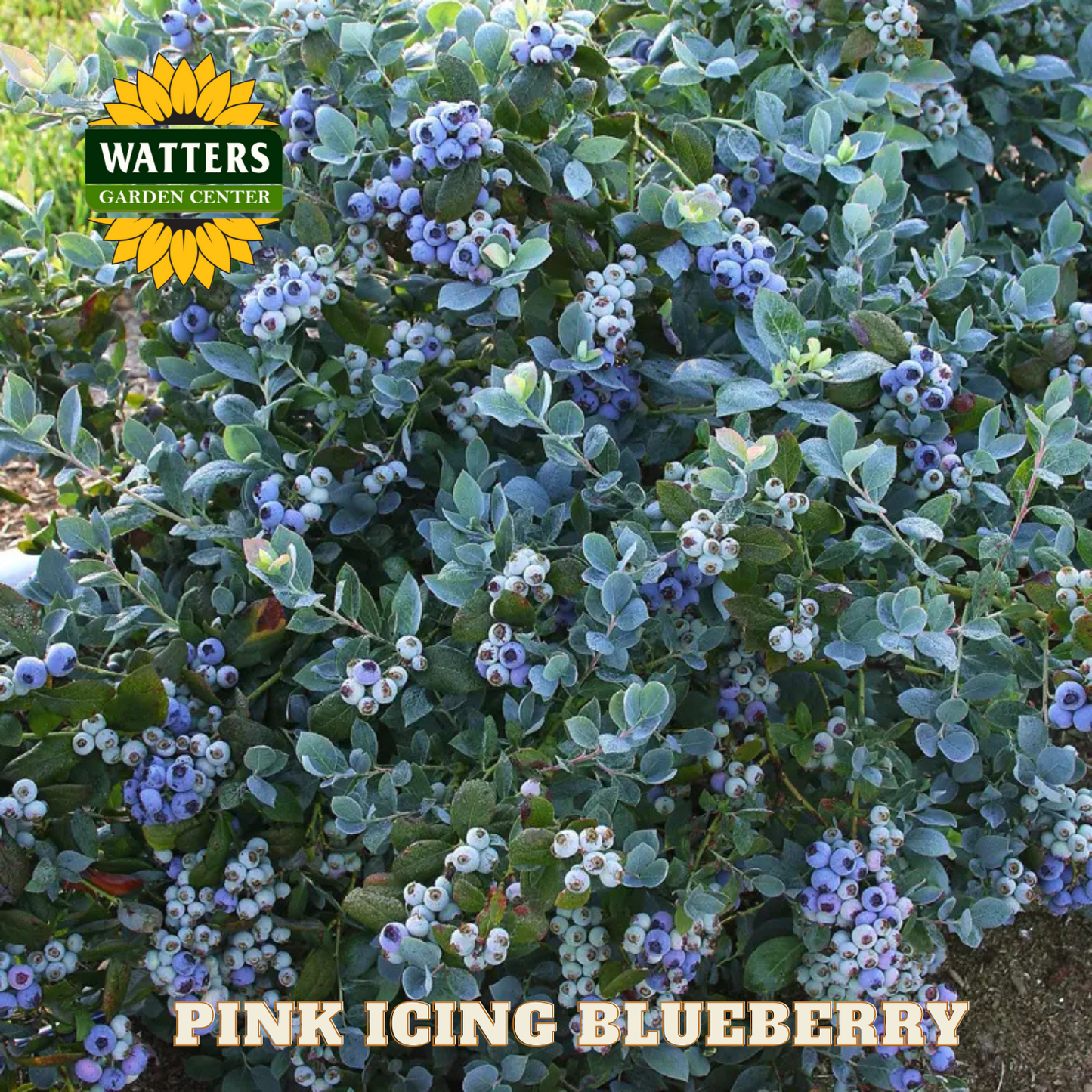 Pink Icing Blueberry - 1 gal