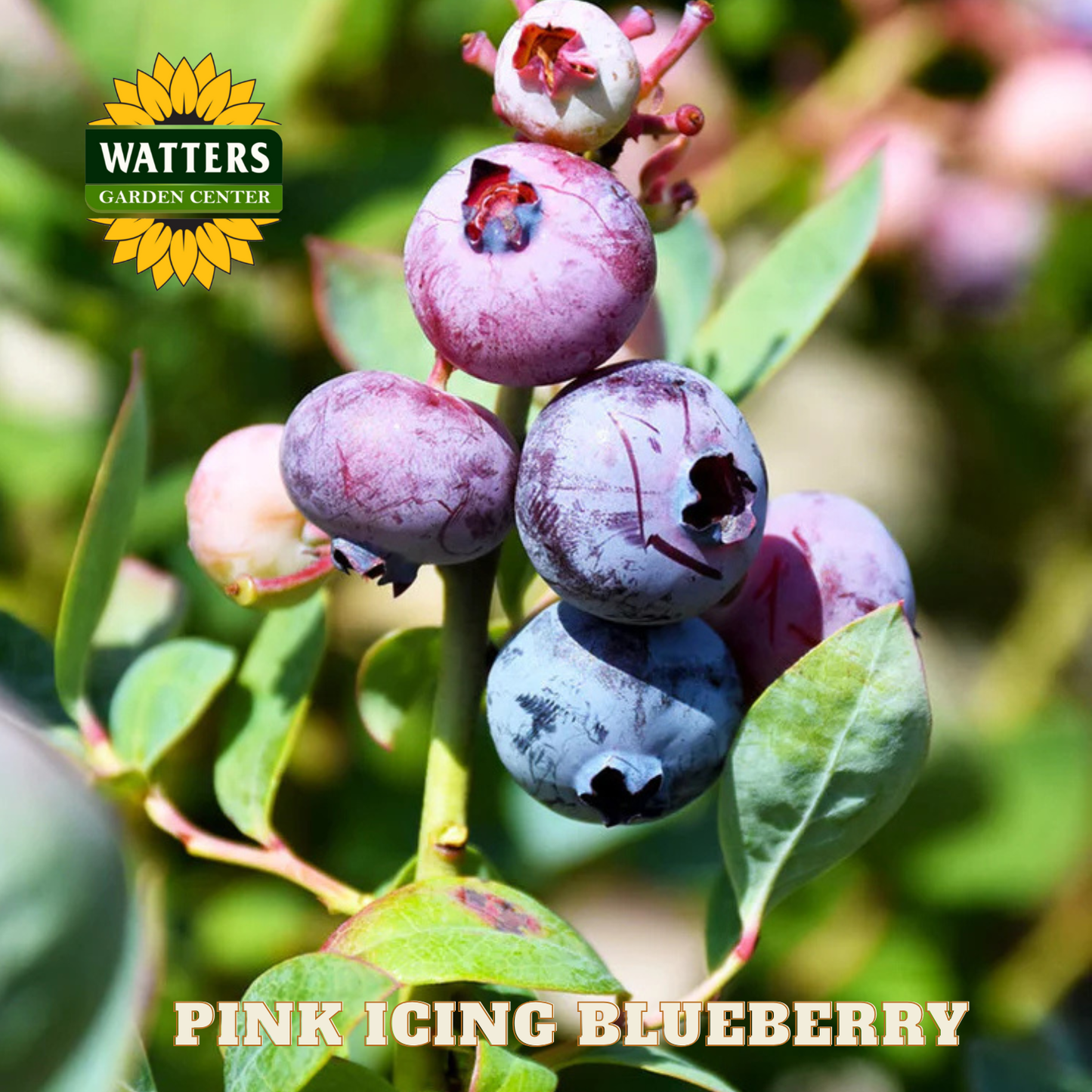 Pink Icing Blueberry - 1 gal