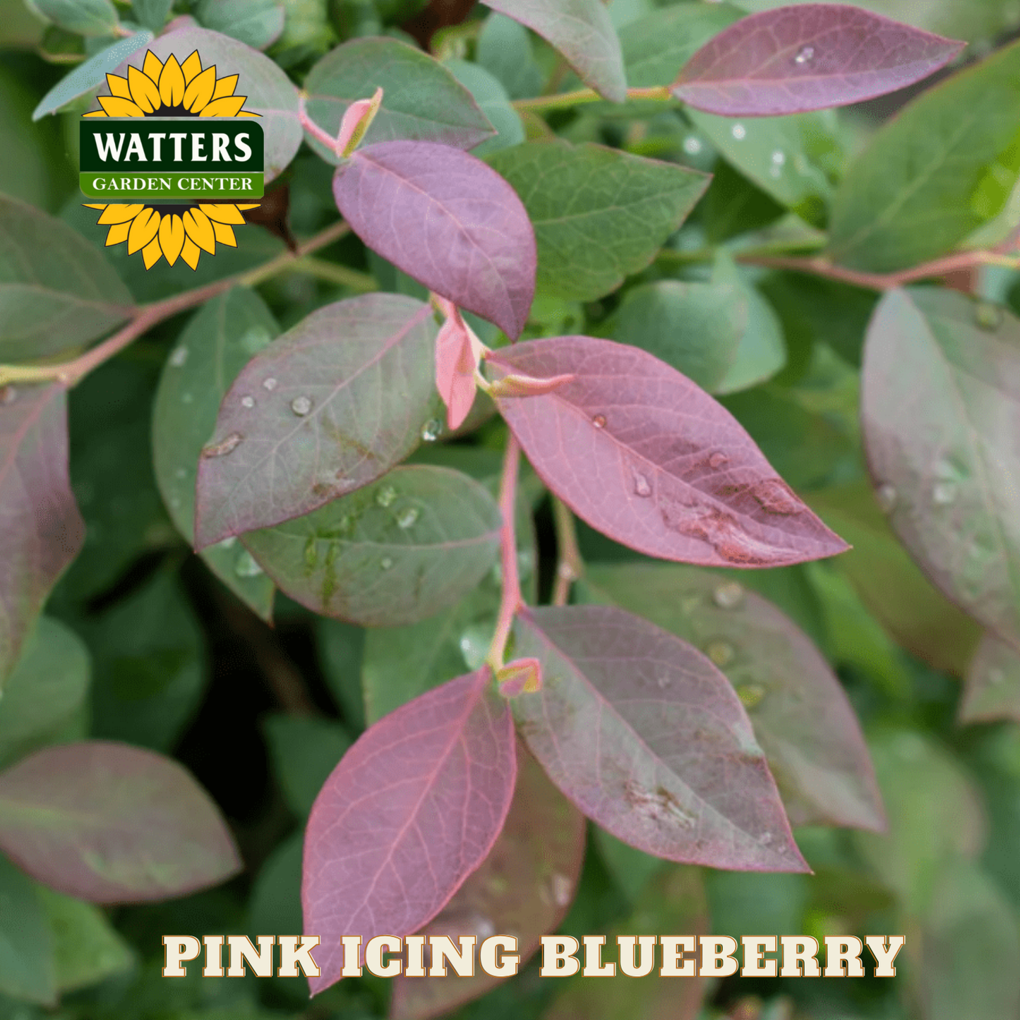 Pink Icing Blueberry - 1 gal