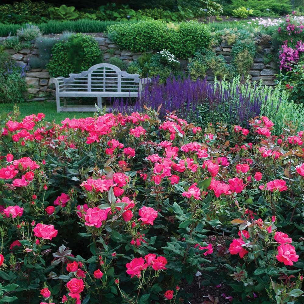 Double Pink Knock Out® Rose (ROSE K.O. DBL PINK KNOCKOUT) - 3 gallon