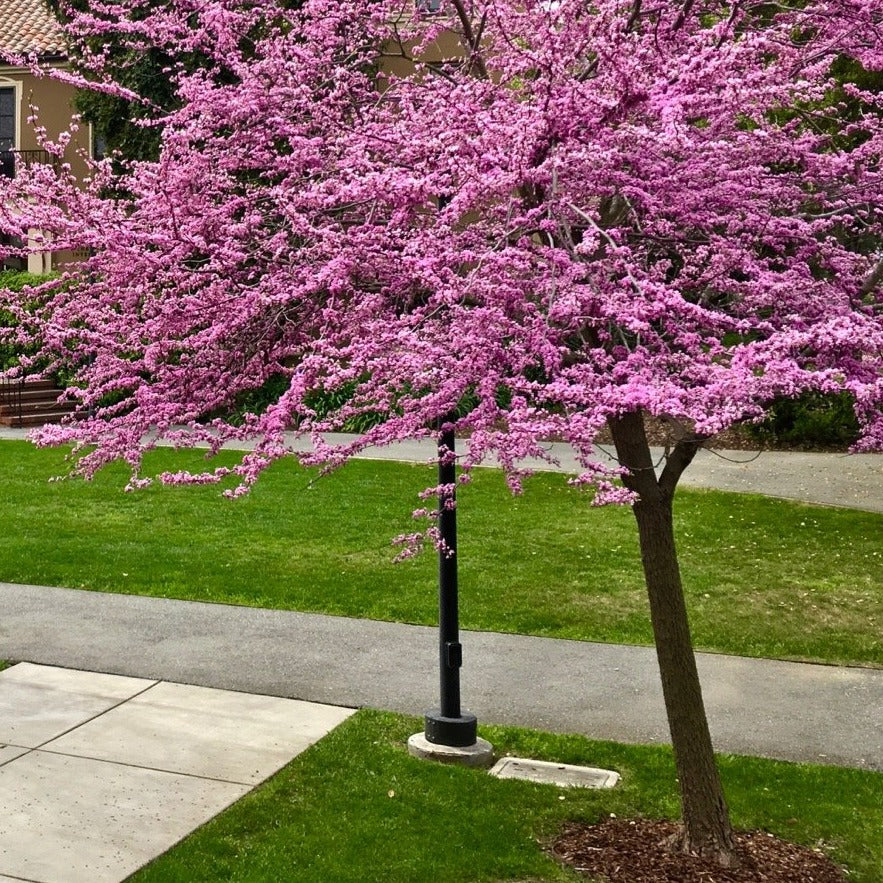PINK POM POM REDBUD TREE 10gal