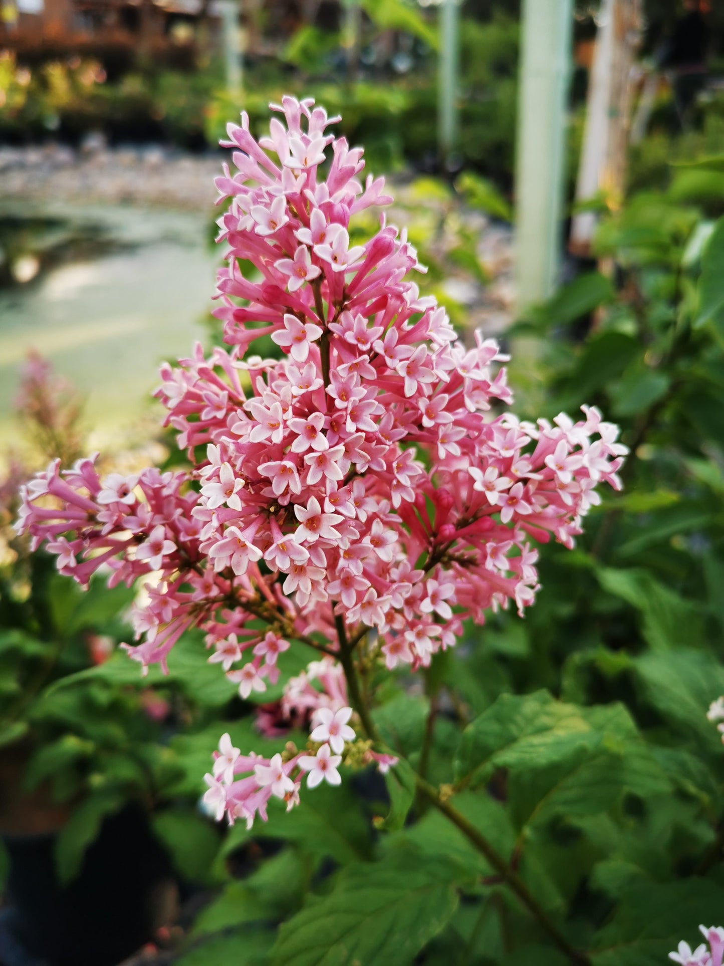 PINKTINI LILAC 3gal