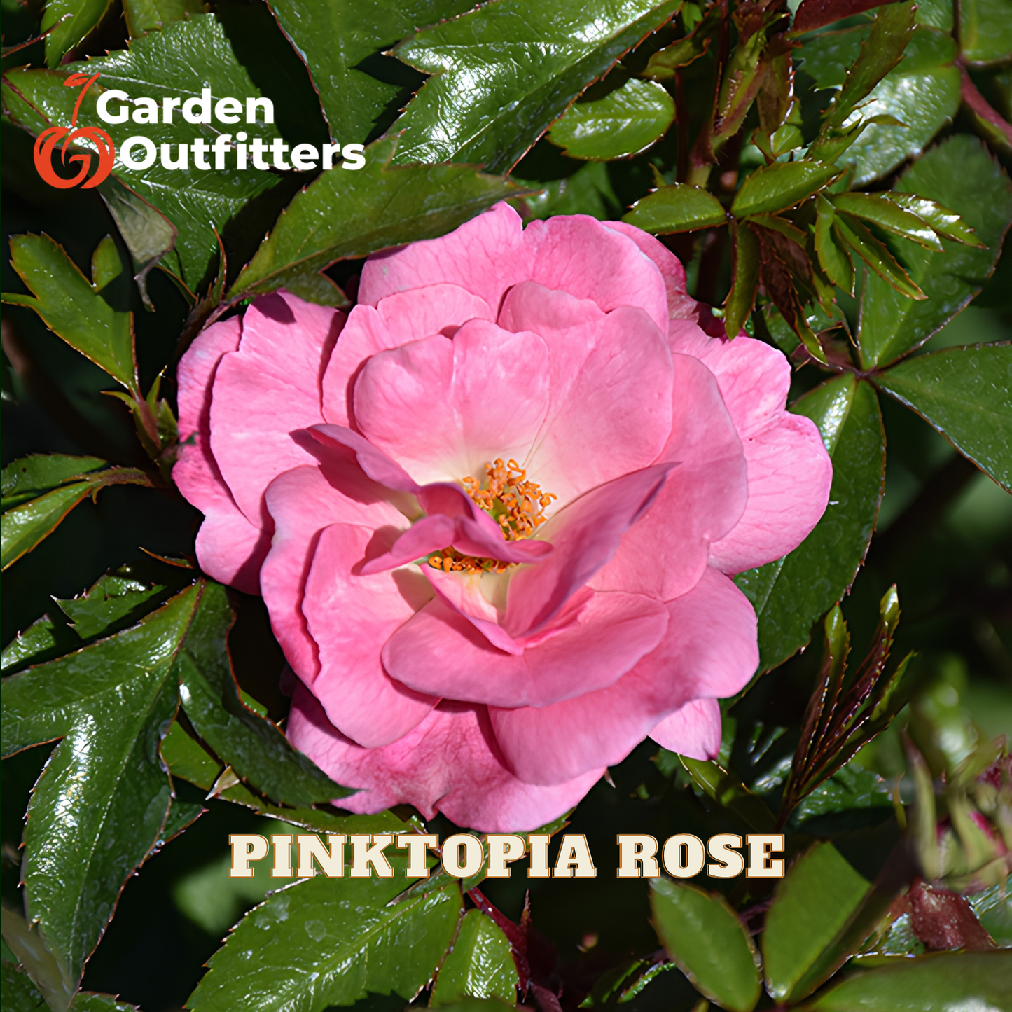 A close-up of a pink rose bloom with green leaves, overlaid with the text 'Garden Outfitters' and 'PINKTOPIA ROSE'.