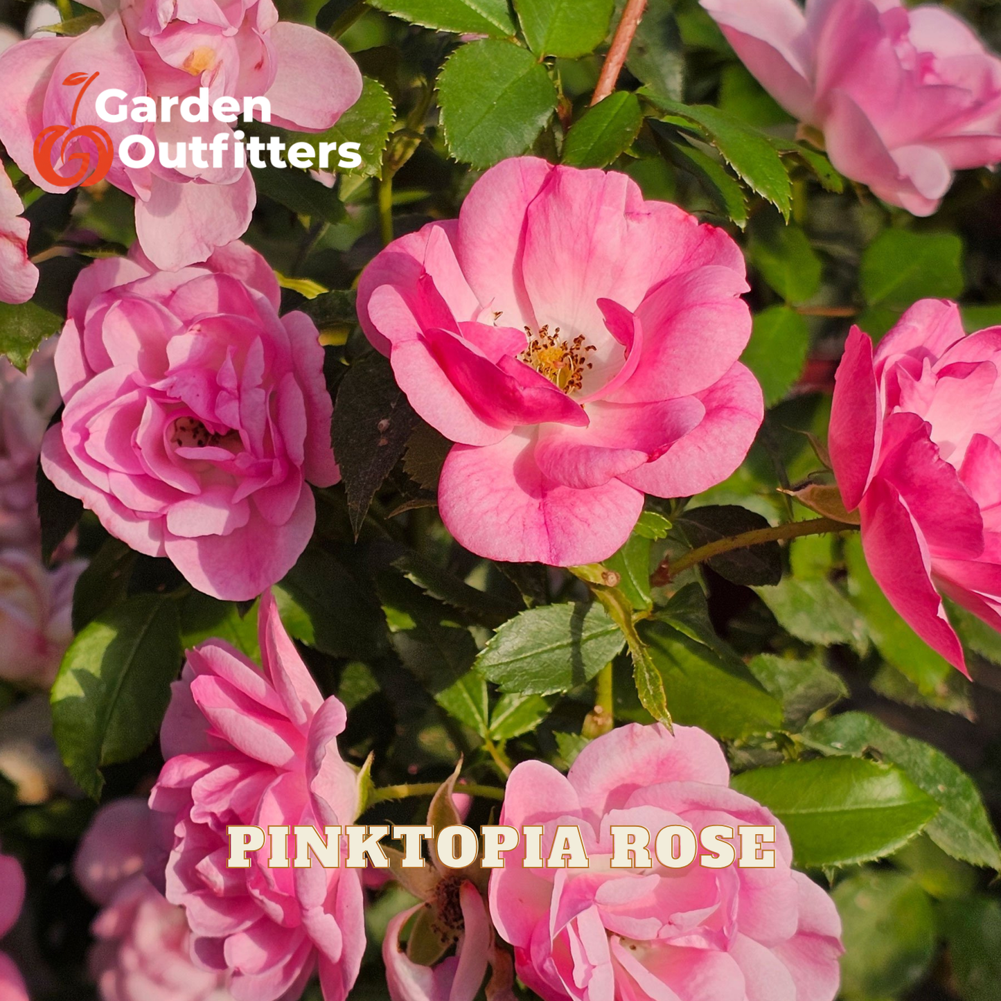Close-up of pink roses with green leaves, featuring the text 'Garden Outfitters' and 'PINKTOPIA ROSE'.