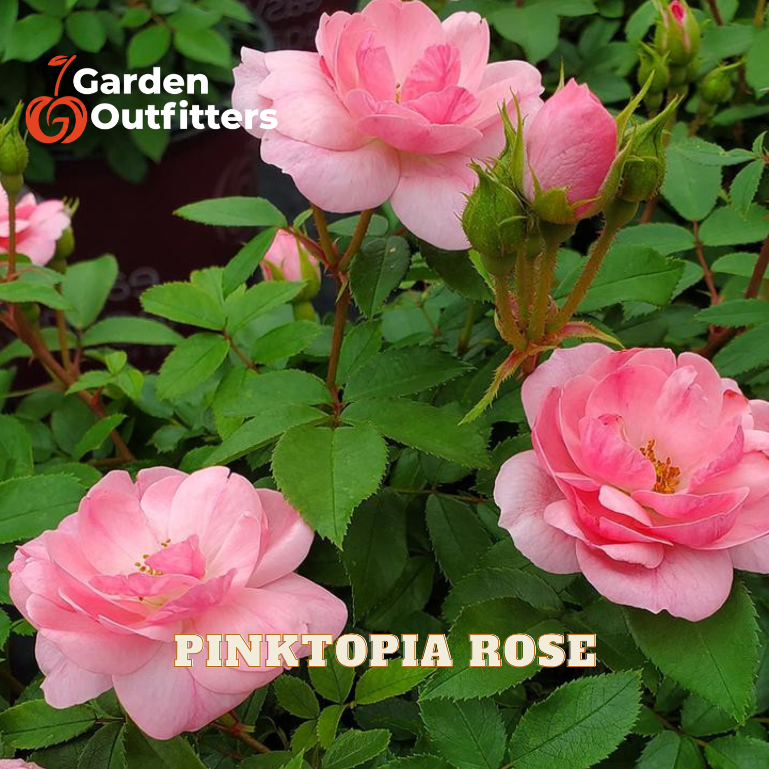 Pink topiary roses in full bloom with green foliage, featuring a '7 Garden Outfitters' logo in the top left and 'PINKTOPIA ROSE' text at the bottom.