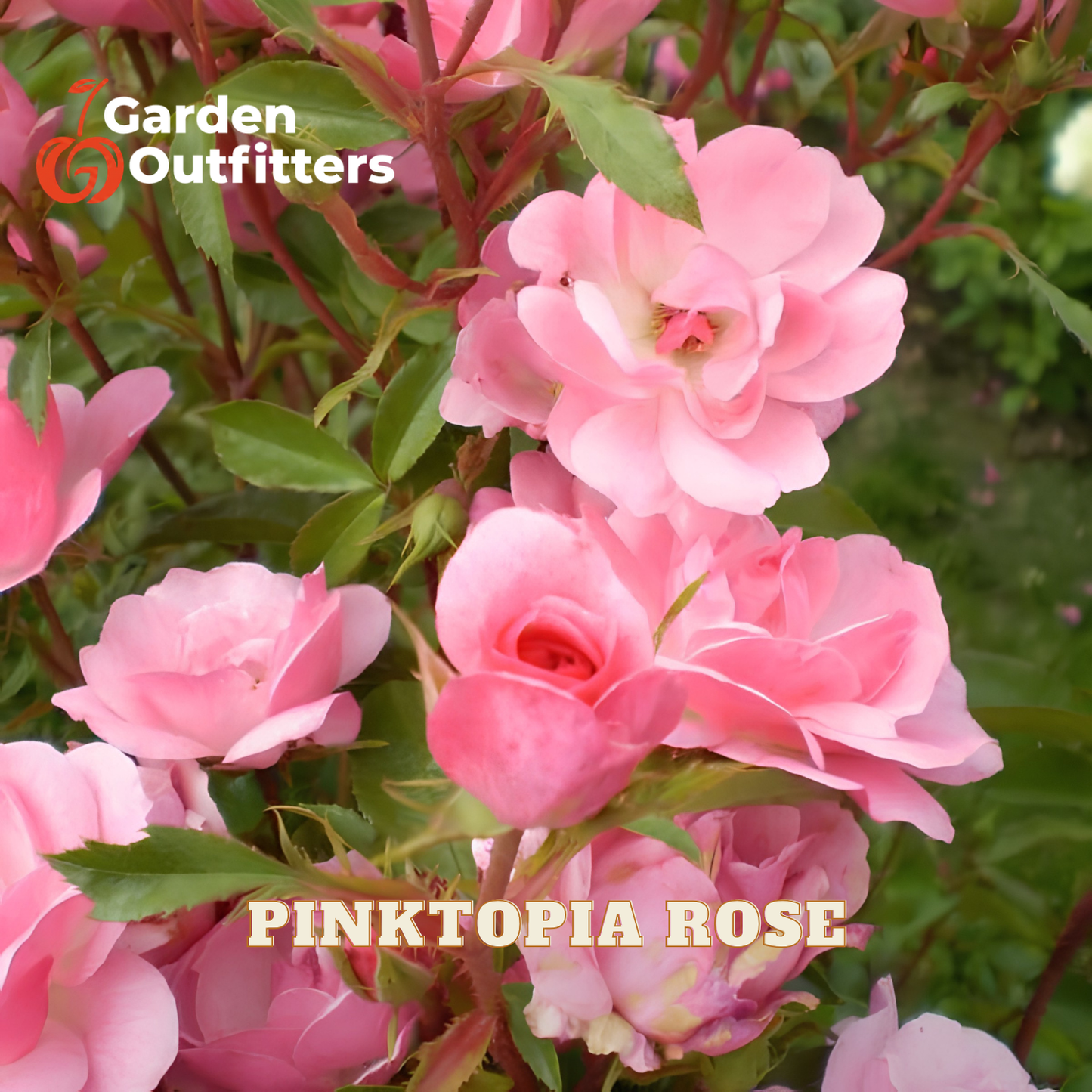 Pink flowering rose bush with multiple soft pink blooms and green leaves, shown close up with Garden Outfitters branding and 'PINKTOPIA ROSE' text overlaid.