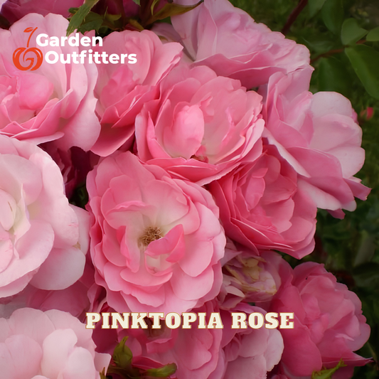 Close-up of a pink rose bush with multiple blooming pink flowers and green foliage. Text overlays read 'Garden Outfitters' and 'PINKTOPIA ROSE'.