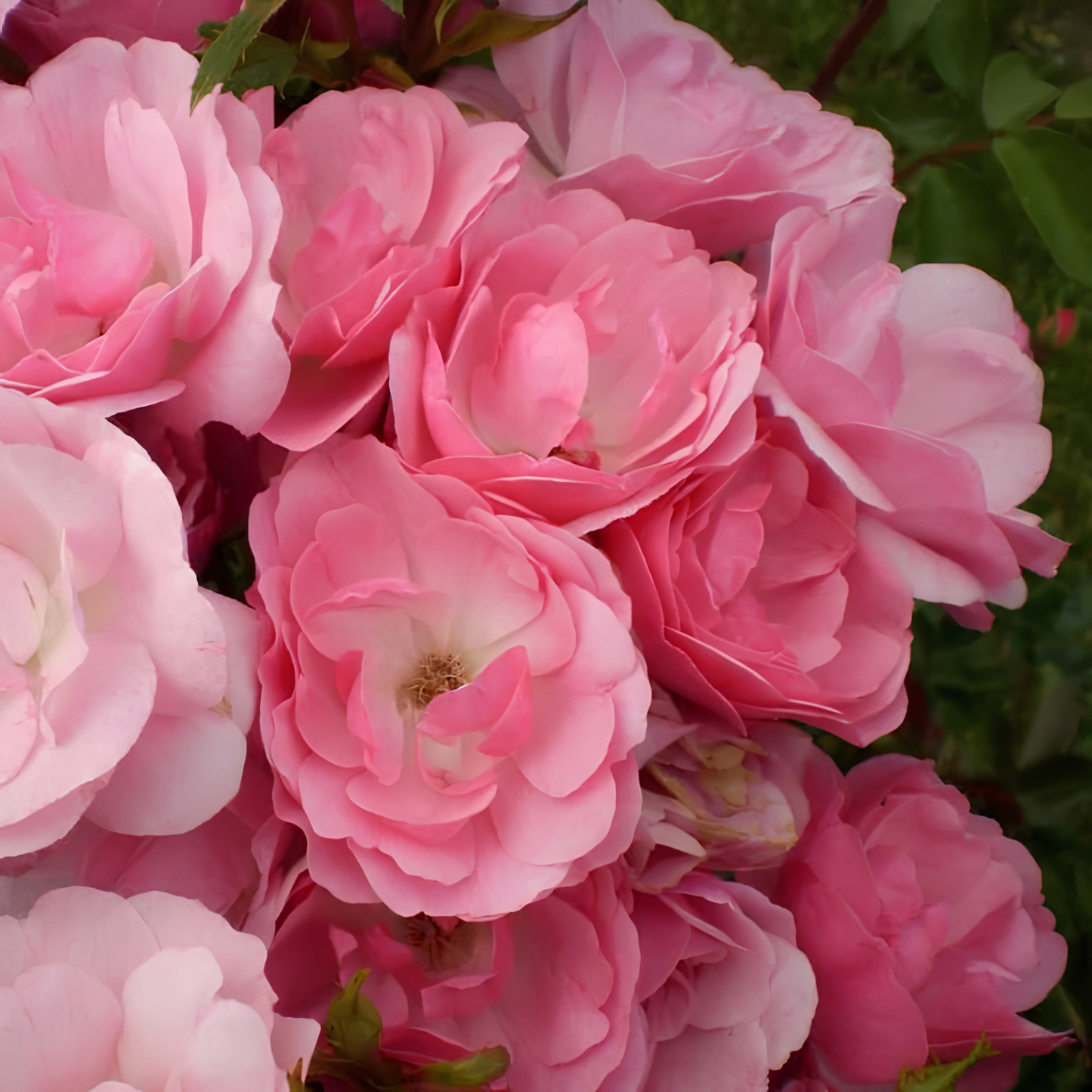 A close-up of a dense cluster of light pink roses with soft layered petals and a few visible green leaves, photographed outdoors against a blurred green background.