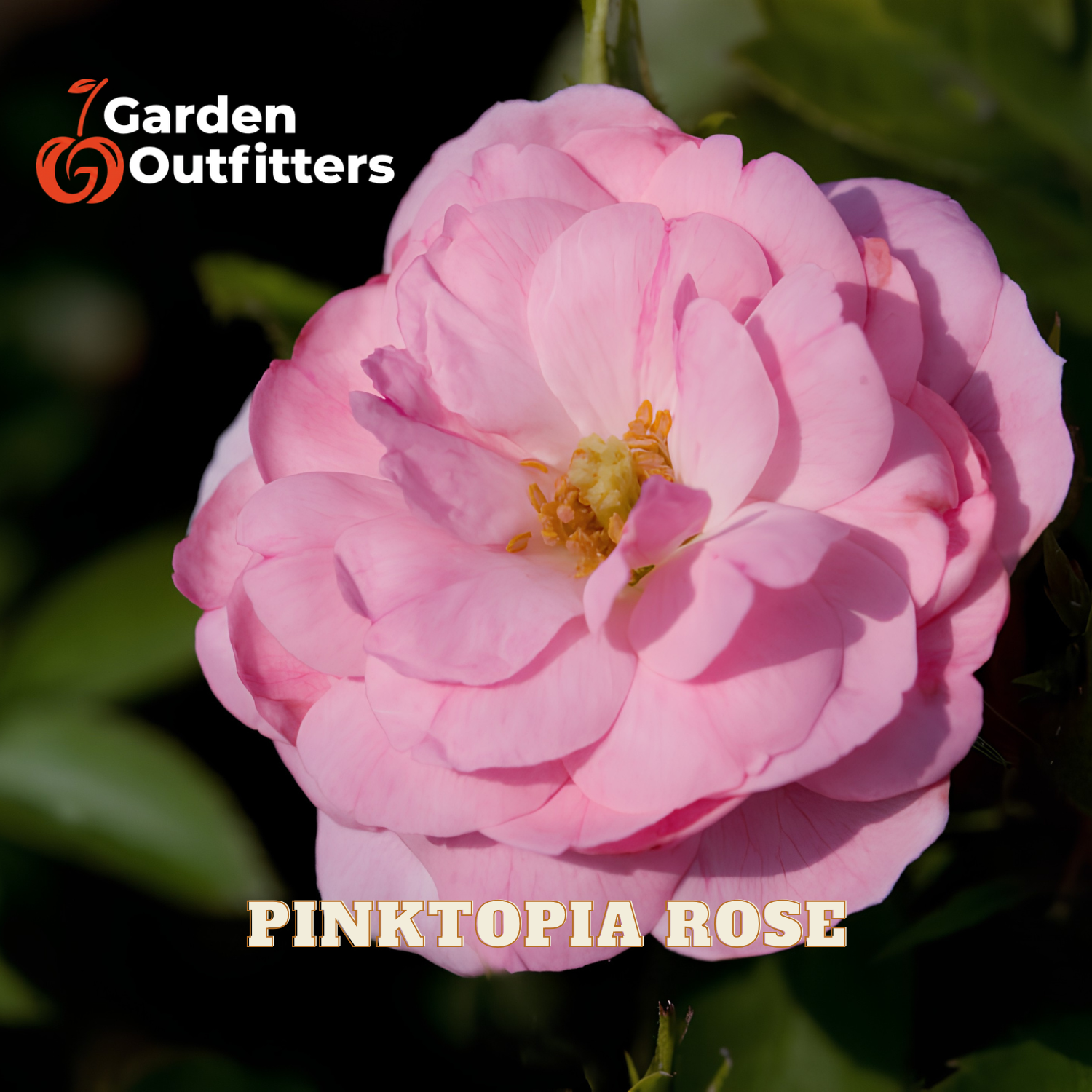 A close-up of a blooming pink rose with layered petals and a yellow-orange center, set against dark green foliage. The Garden Outfitters logo appears in the top left, and the text 'PINKTOPIA ROSE' is displayed at the bottom.