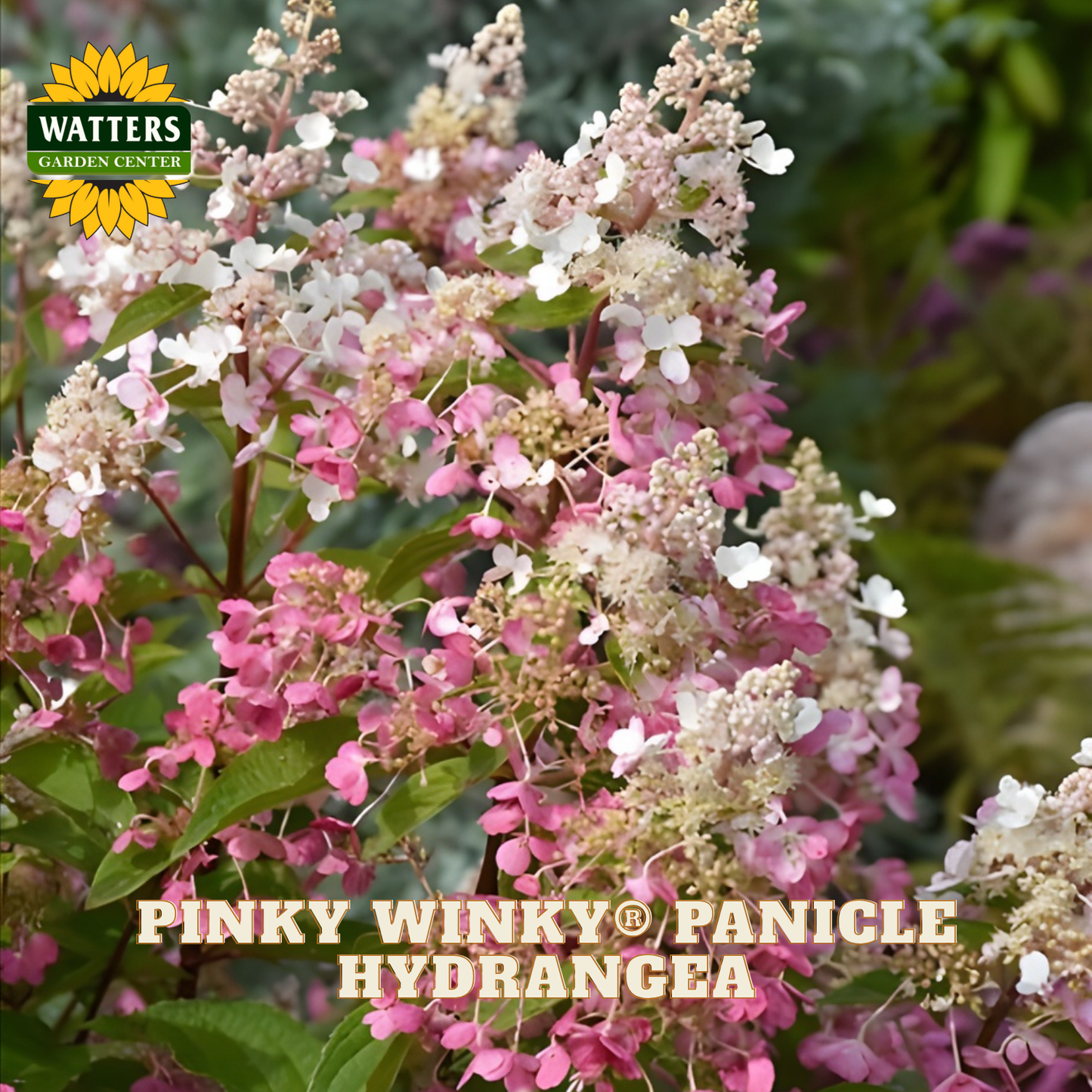 Pink and white panicle hydrangea with Watters Garden Center logo