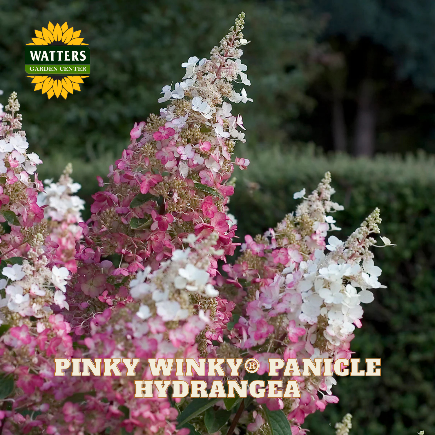 Pink and white panicle hydrangea with Watters Garden Center logo in the corner.