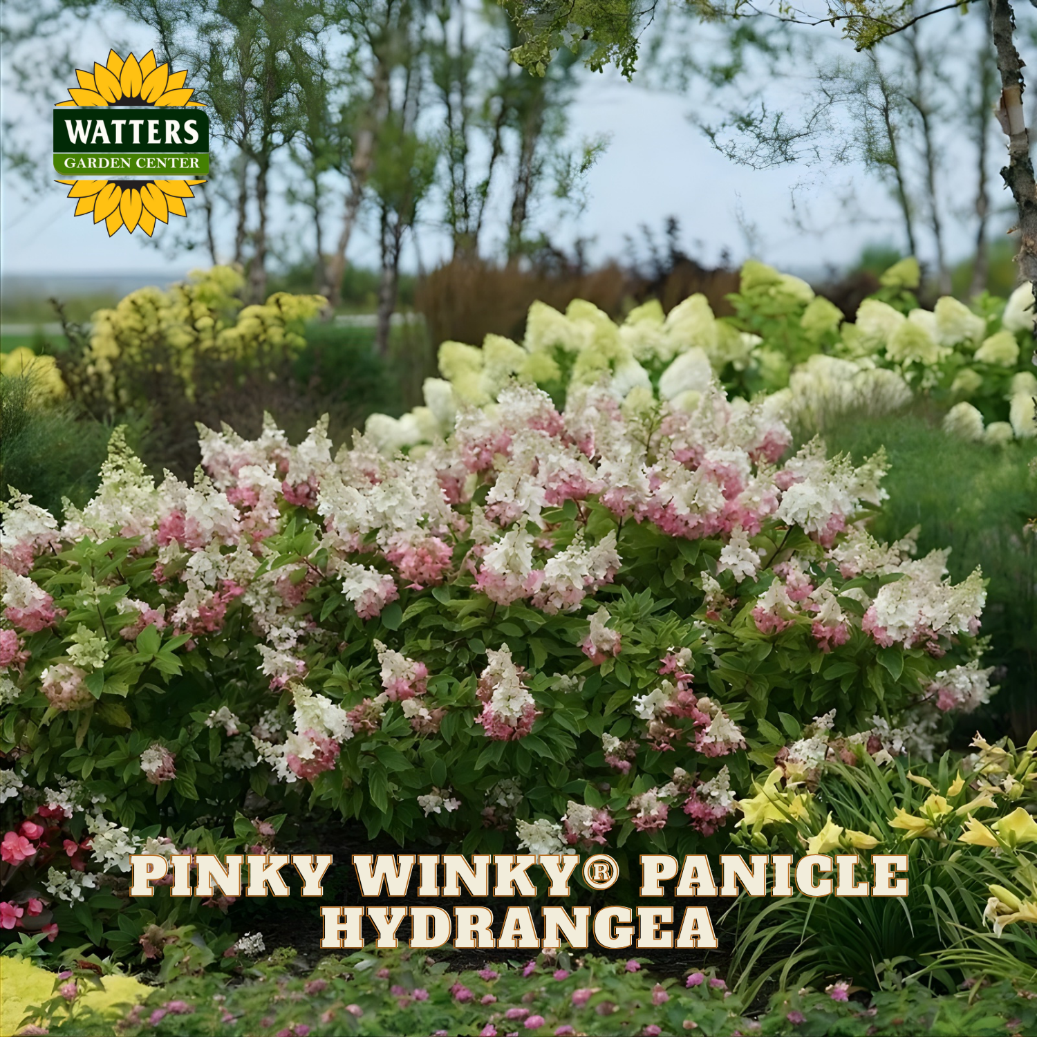 Pinky Winky Panicle Hydrangea plant with Watters Garden Center logo in a garden setting.