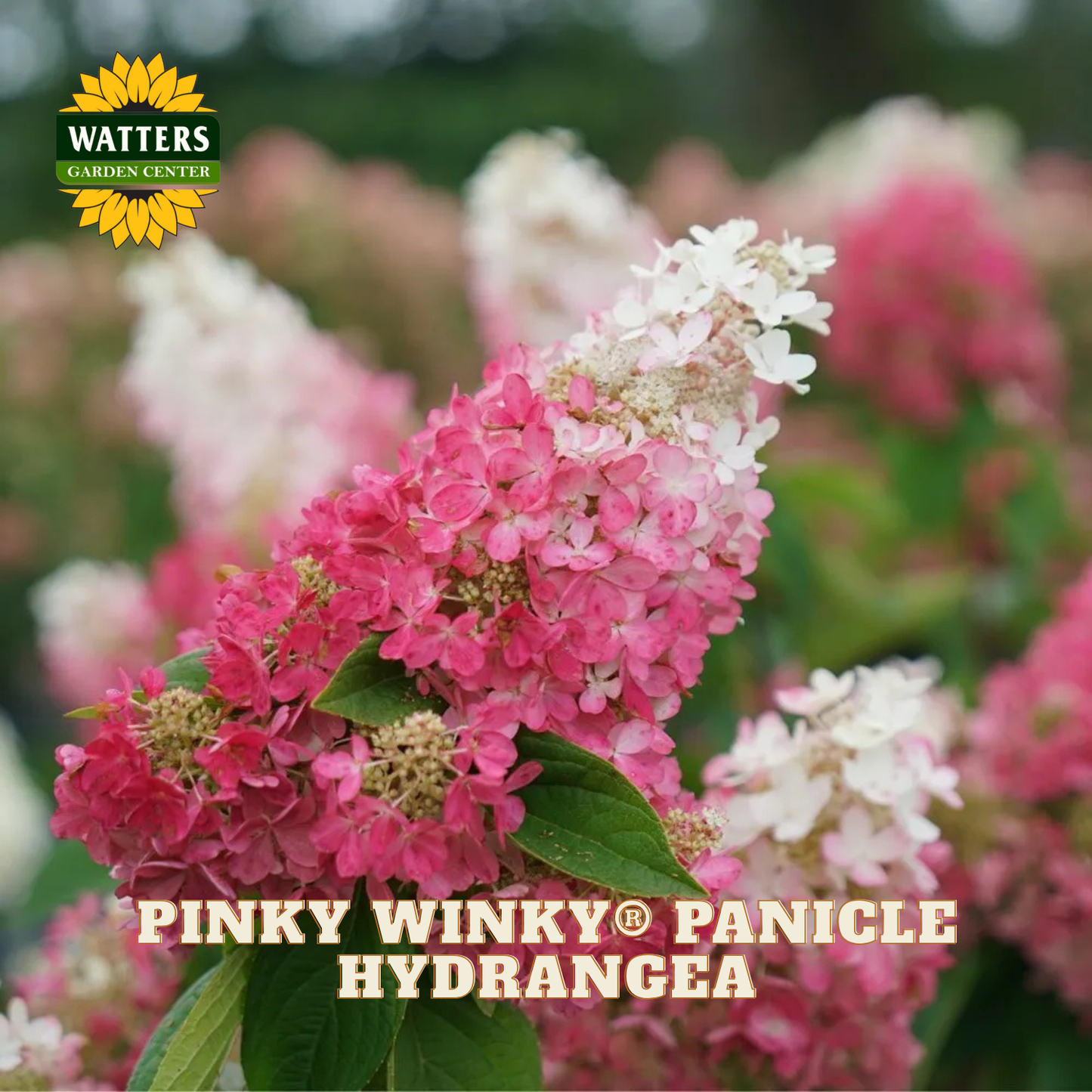 Pink and white panicle hydrangea with Watters Garden Center logo