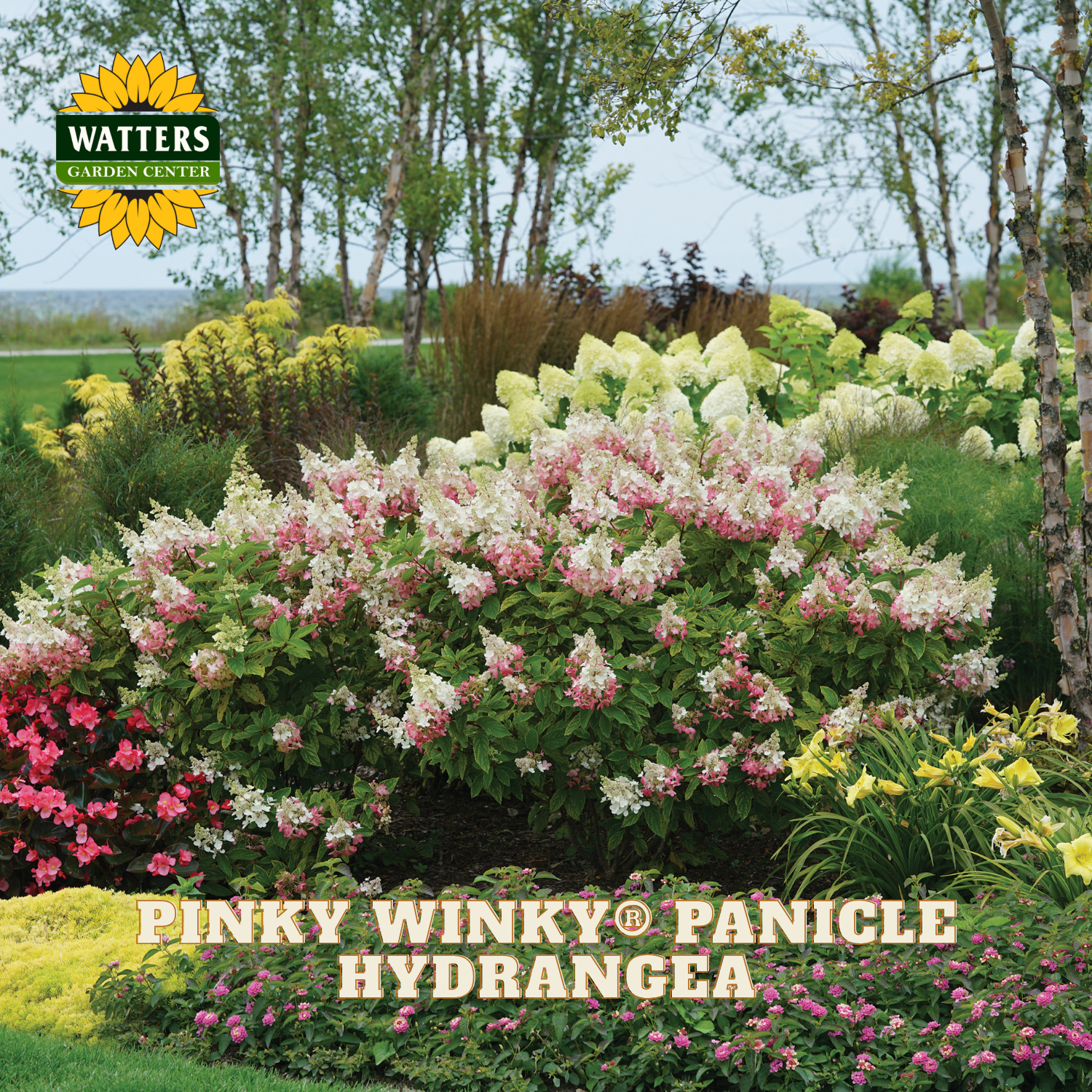 Garden scene with pinky winky panicle hydrangea and Watters Garden Center logo.