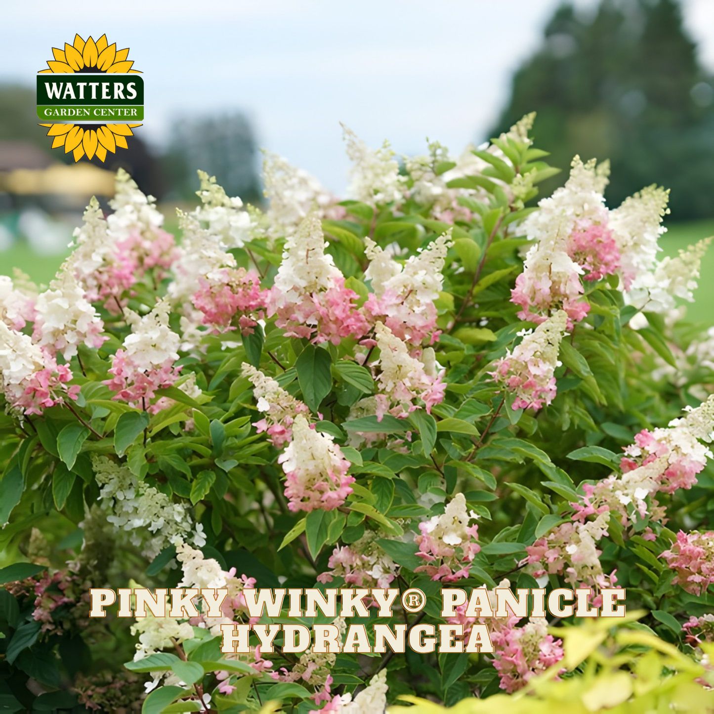 Pink and white panicle hydrangea with Watters Garden Center logo.