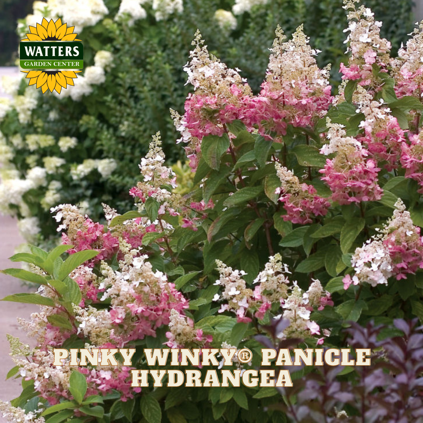 Pink and white panicle hydrangea with Watters Garden Center logo