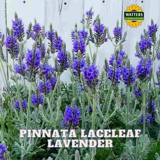 PINNATA LACELAF LAVENDER 1 GAL