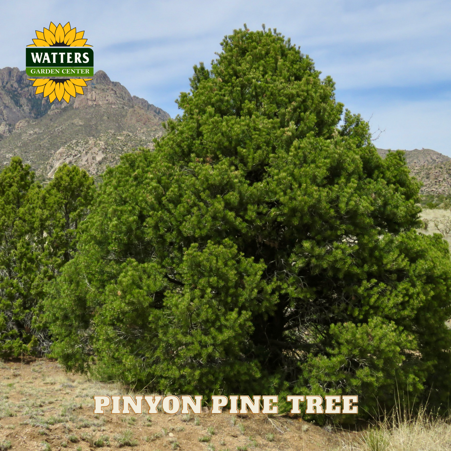 Pinyon pine tree in a natural setting with mountains and clear sky, featuring Watters Garden Center logo.