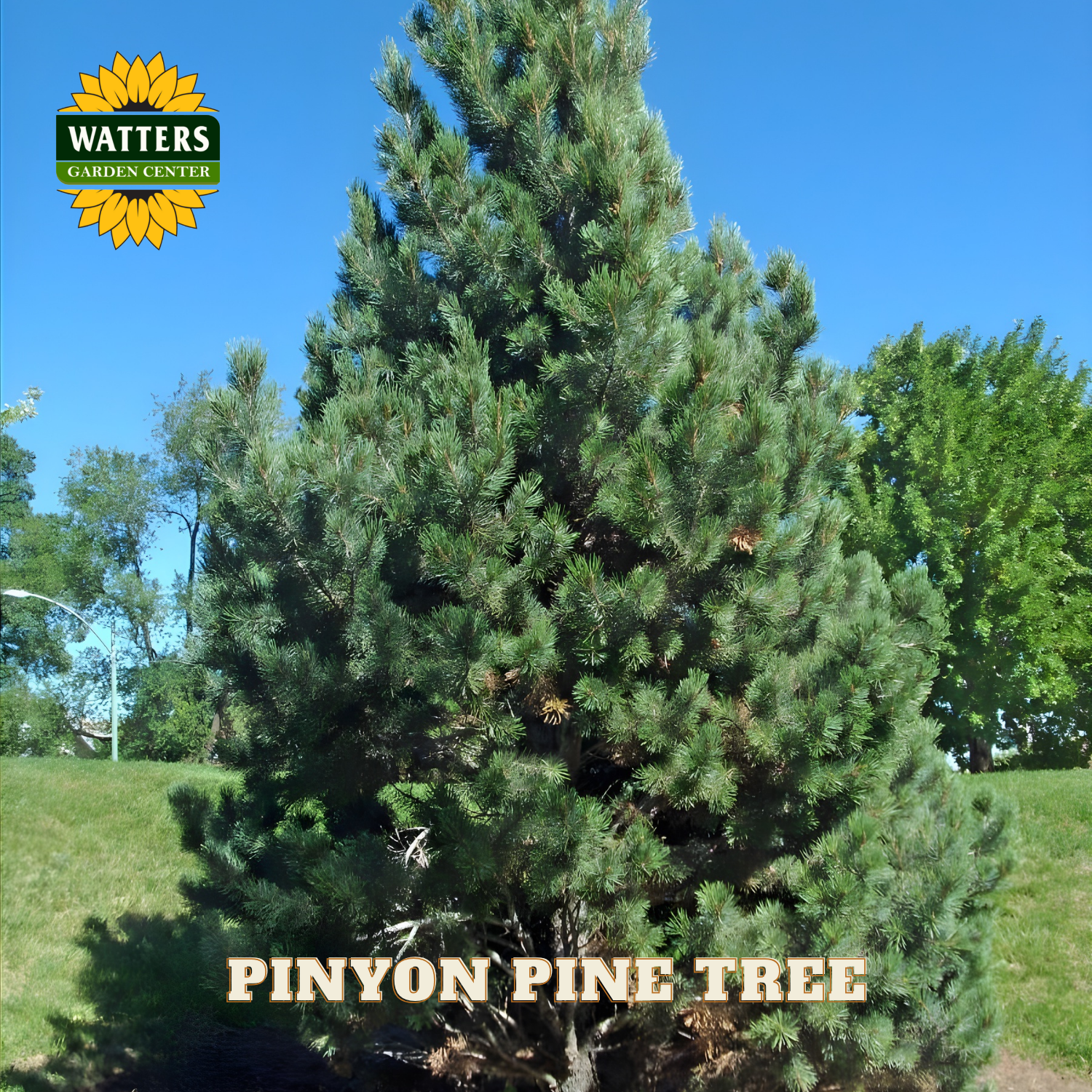 Pinyon pine tree with Watters Garden Center logo in the corner