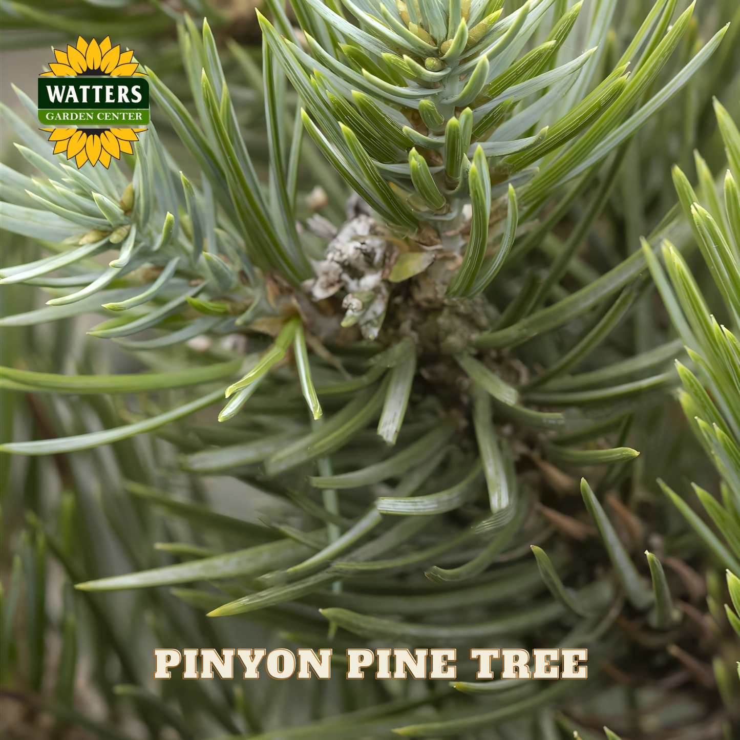 Close-up of a pinyon pine tree with Watters Garden Center branding.
