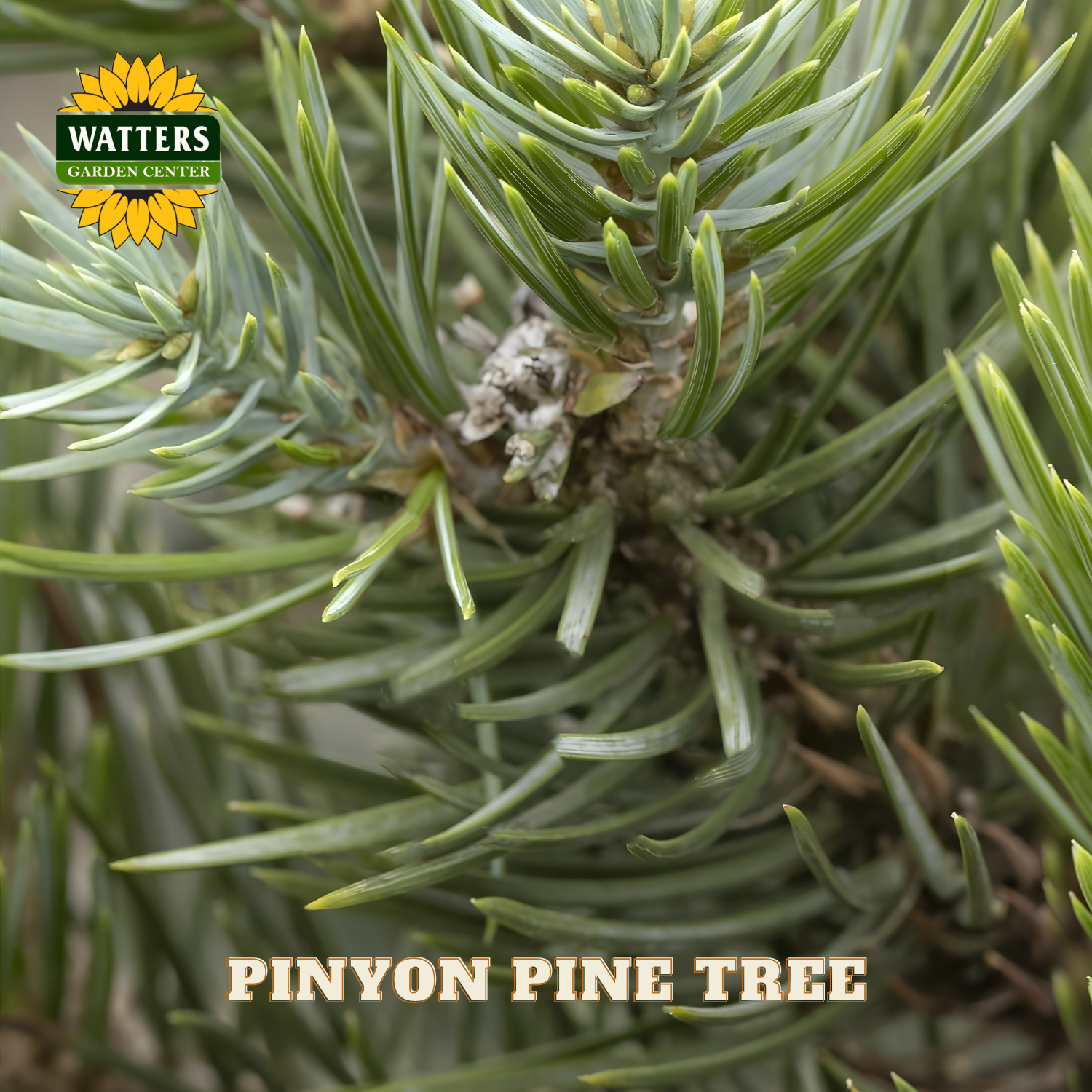 Close-up of a pinyon pine tree with Watters Garden Center branding.