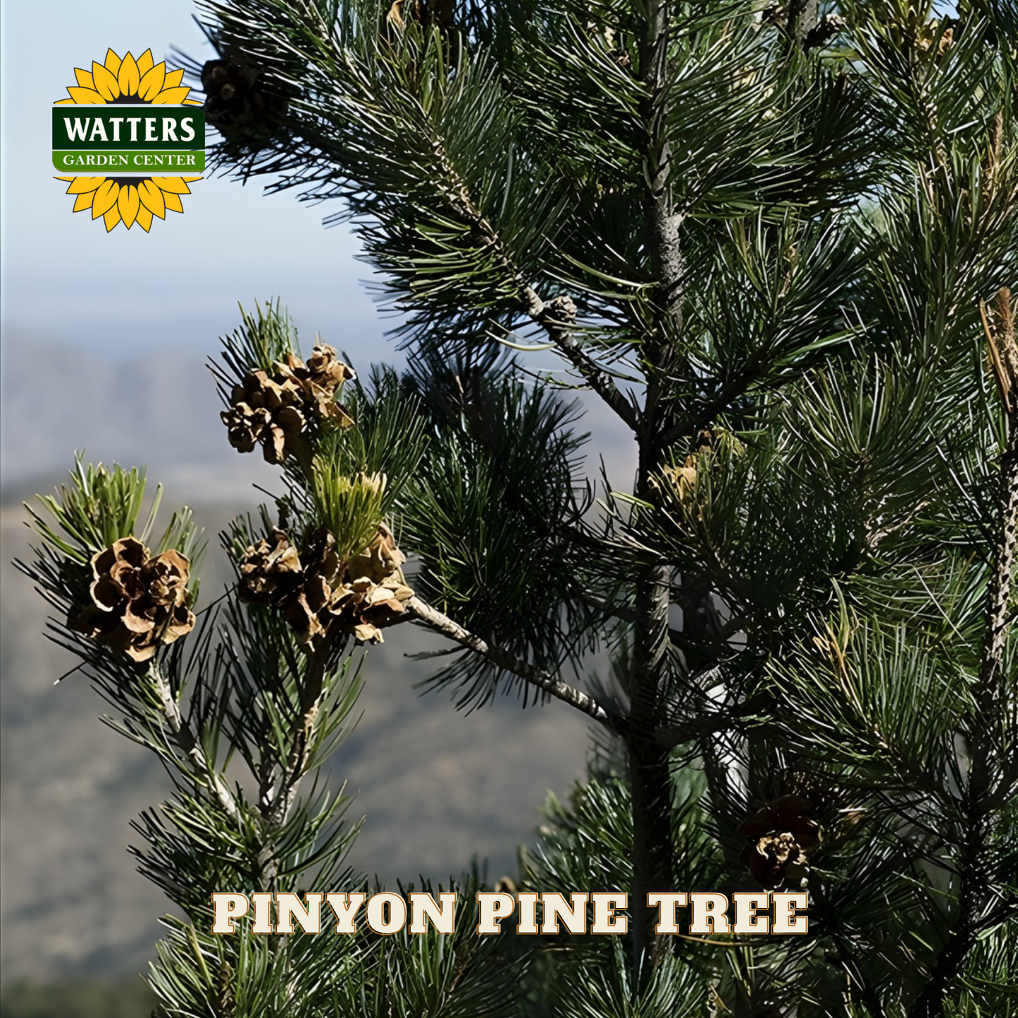Pinyon pine tree with cones and Watters Garden Center logo in the corner.