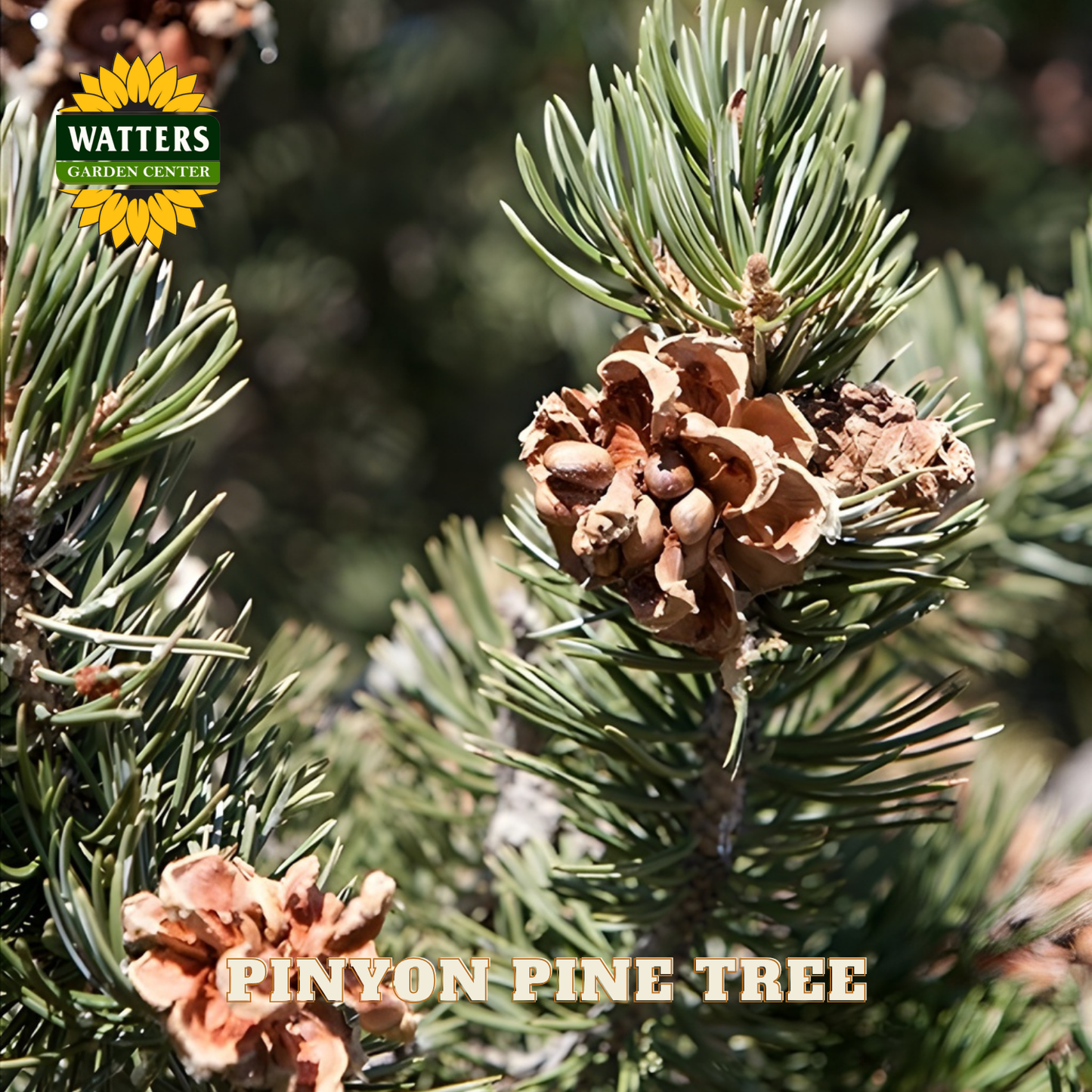 Pinyon pine tree with cones and Watters Garden Center logo.