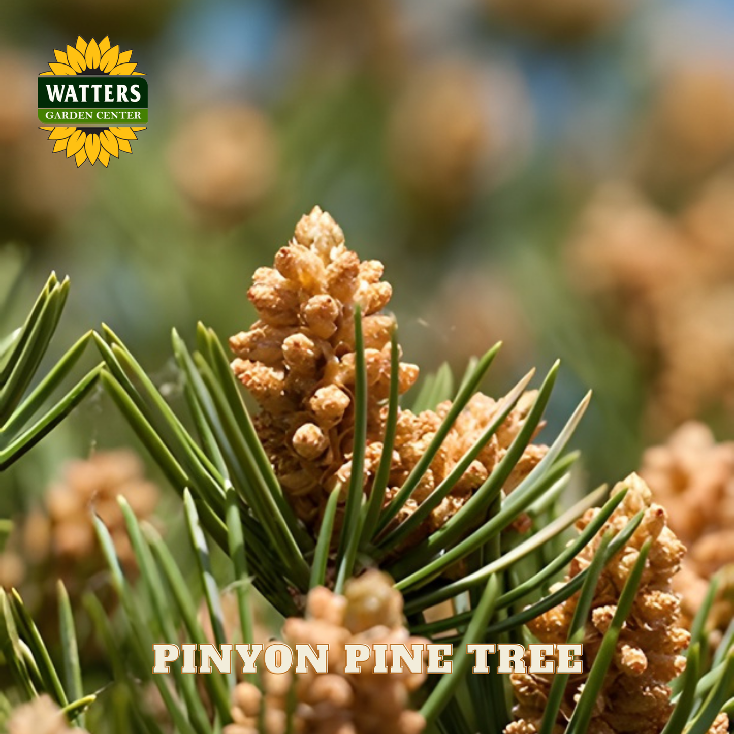Pinyon pine tree with cones and green needles, branded with Watters Garden Center.