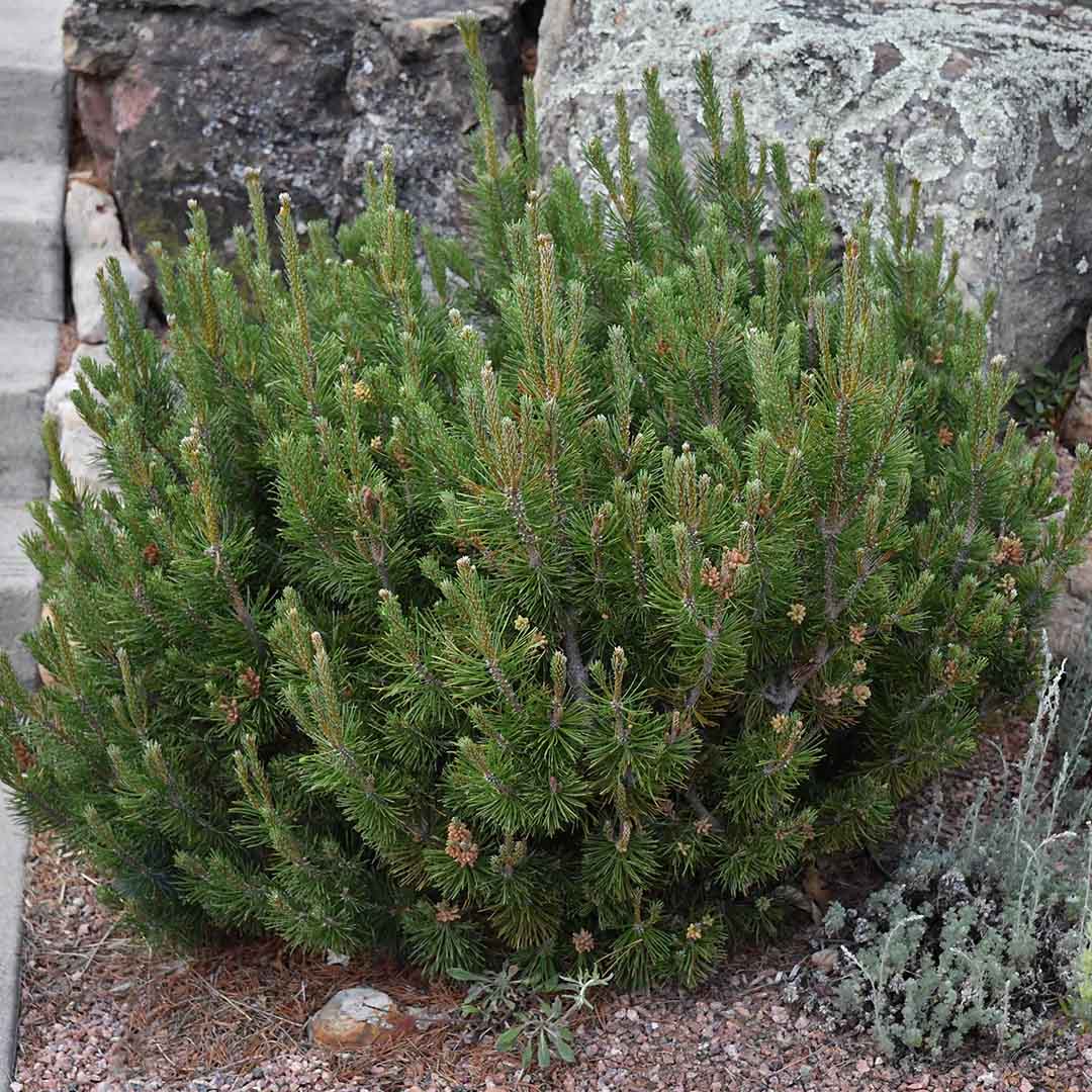 MOPS MUGO PINE 3gal