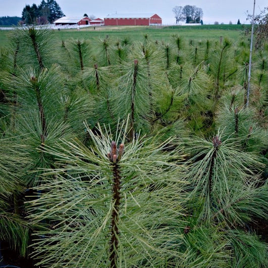 PONDEROSA PINE TREE 7gal