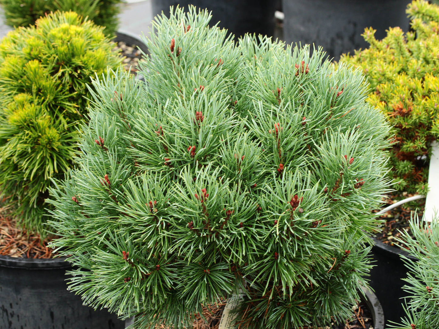 SCOTCH DWARF PINE 5gal