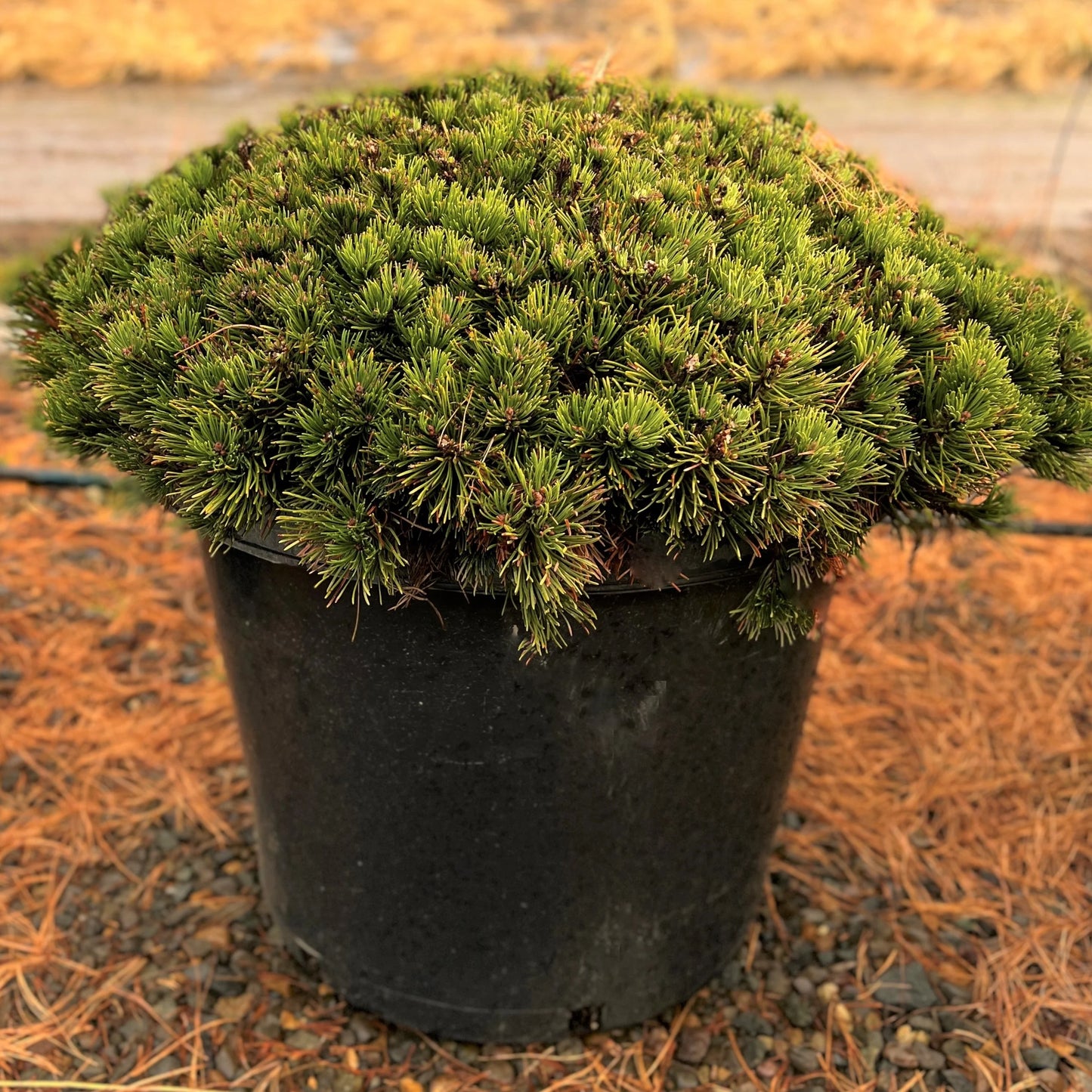 MOPS MUGO PINE 3gal
