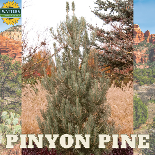 Pinyon Pine