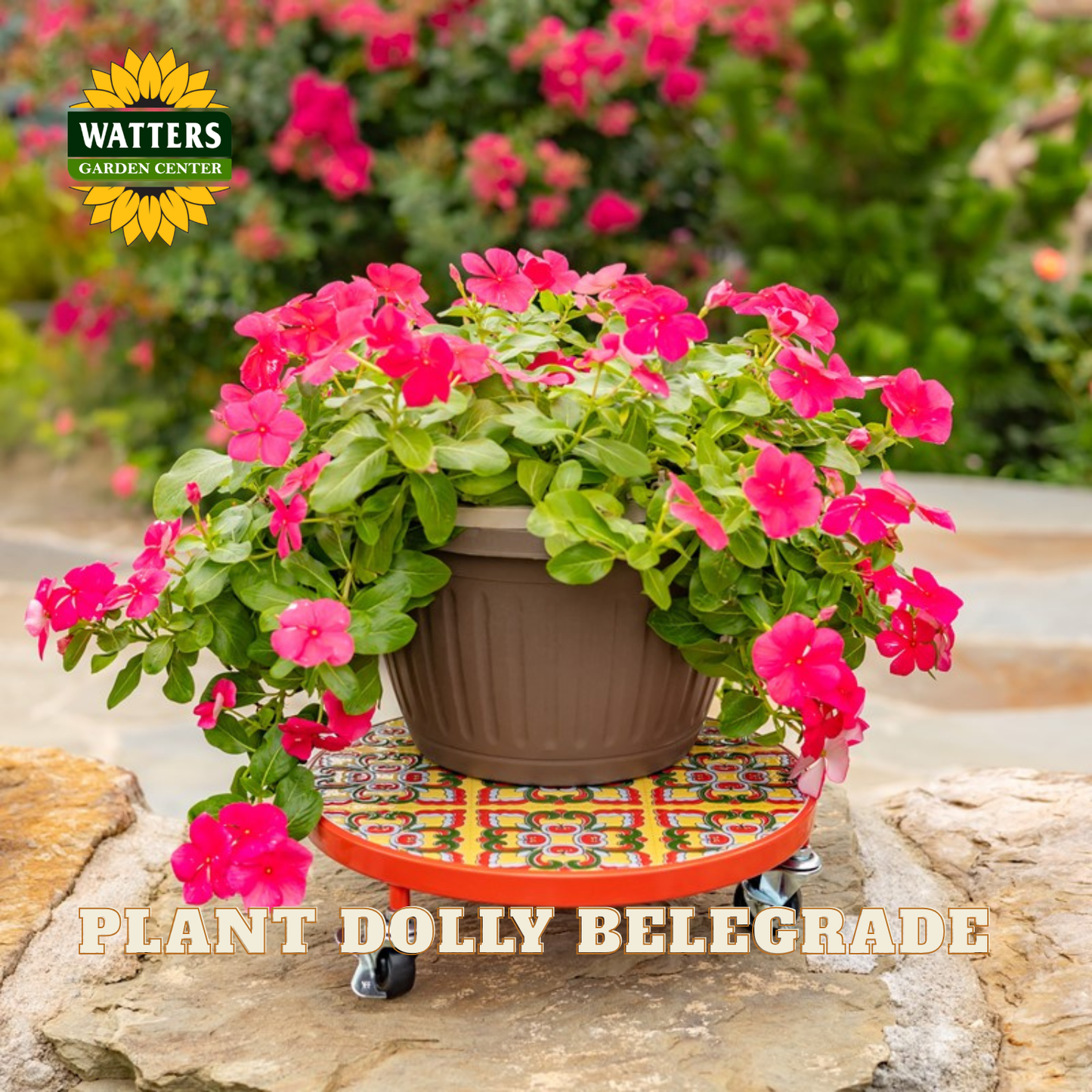 A potted flowering plant displayed on a decorative orange and multicolor tile-style dolly with wheels, set outdoors on a stone surface with a blurred garden background. The Watters Gardens Center logo appears in the upper left, and the text 'PLANT DOLLY BELEGRADE' appears across the bottom.