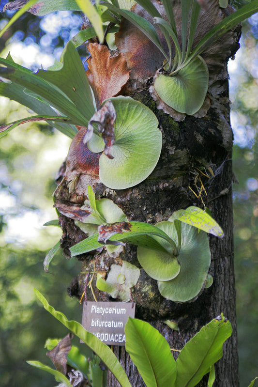 STAGHORN FERN  6 IN.