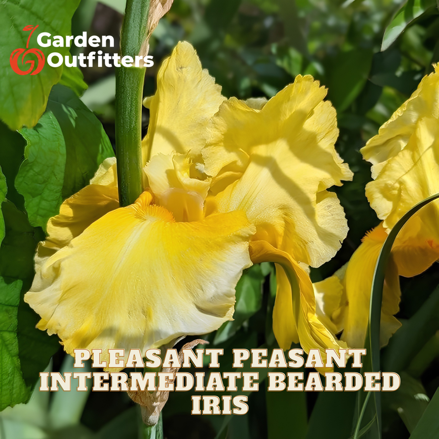 Yellow bearded iris flowers in bloom with green foliage, featuring a Garden Outfitters logo in the top left and text reading 'PLEASANT PEASANT INTERMEDIATE BEARDED IRIS' at the bottom.