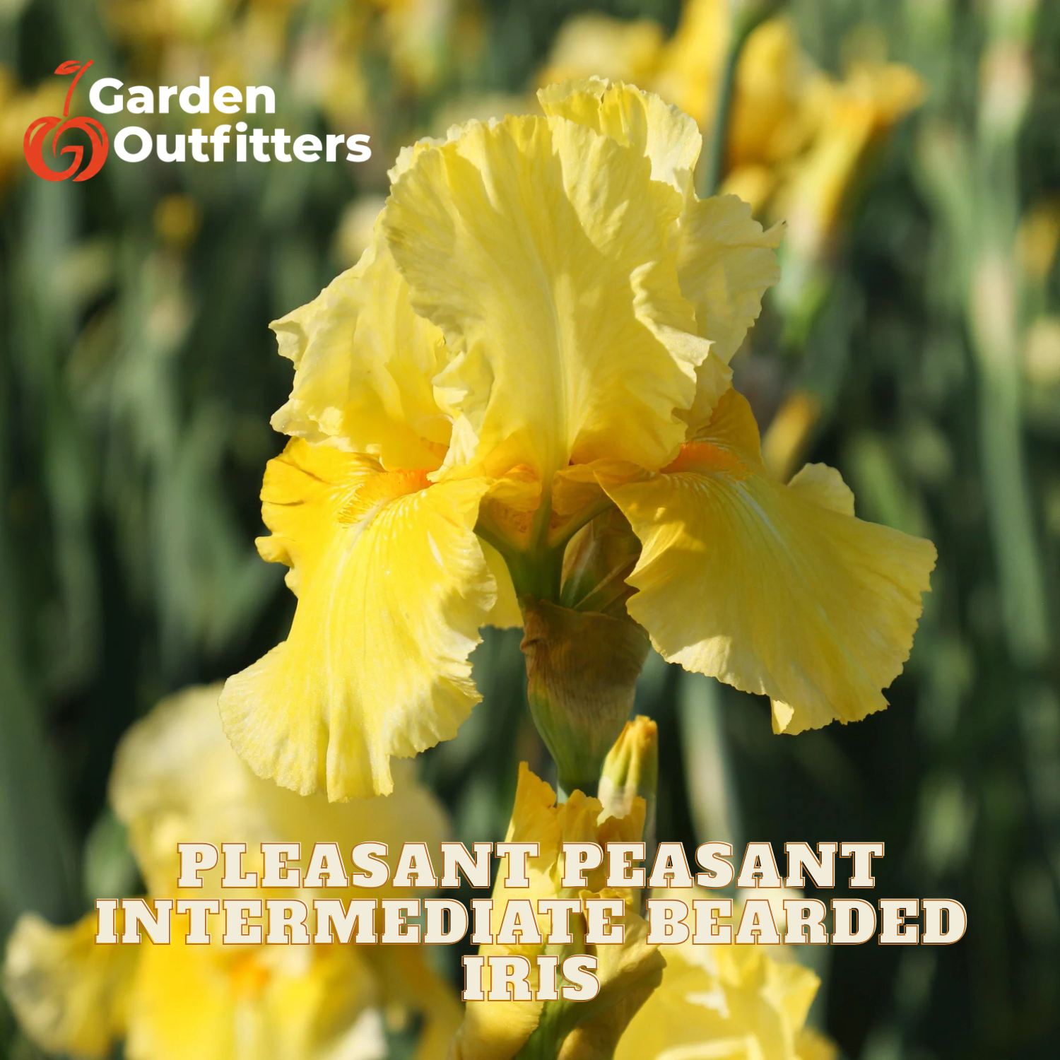 A close-up of a bright yellow bearded iris flower in a garden setting, with blurred green foliage in the background. Text overlays read 'Garden Outfitters' and 'PLEASANT PEASANT INTERMEDIATE BEARDED IRIS'.