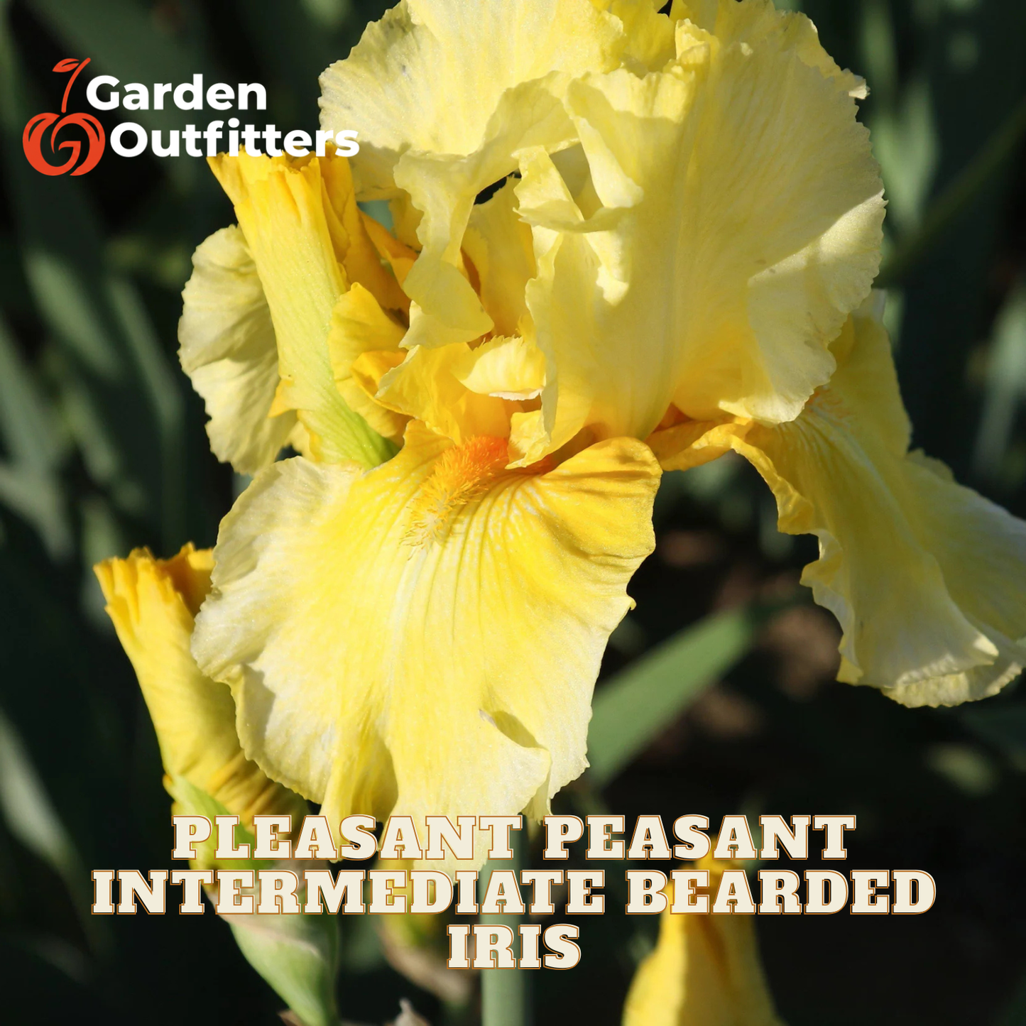 A close-up of a yellow bearded iris flower with green foliage in the background, featuring the Garden Outfitters logo in the top-left corner and the text 'PLEASANT PEASANT INTERMEDIATE BEARDED IRIS' at the bottom.